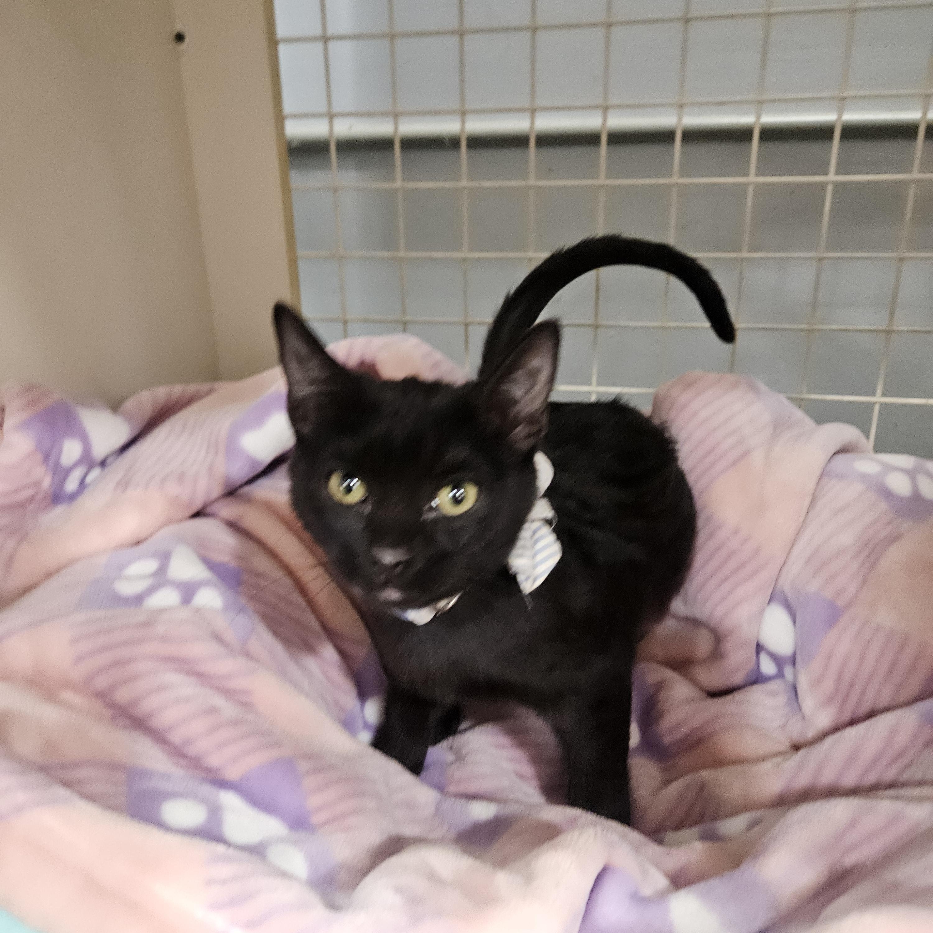 Enlarge Presley Globe, a ADOPTABLE Domestic Short Hair in Phoenix, AZ image 5/5