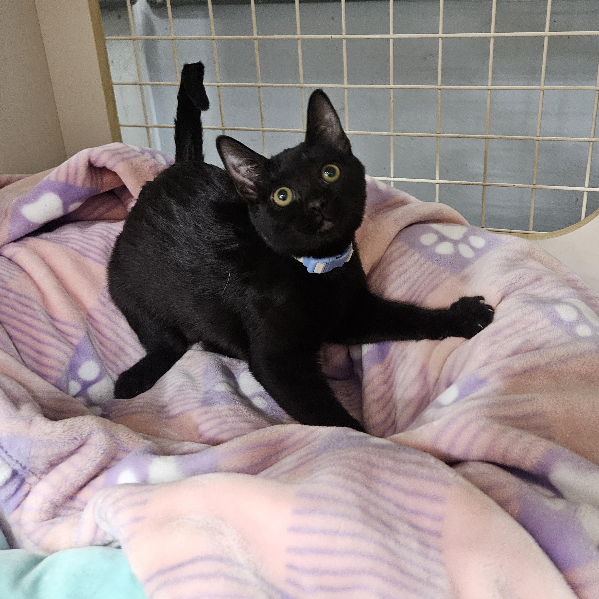 Enlarge Presley Globe, a ADOPTABLE Domestic Short Hair in Phoenix, AZ image 2/5