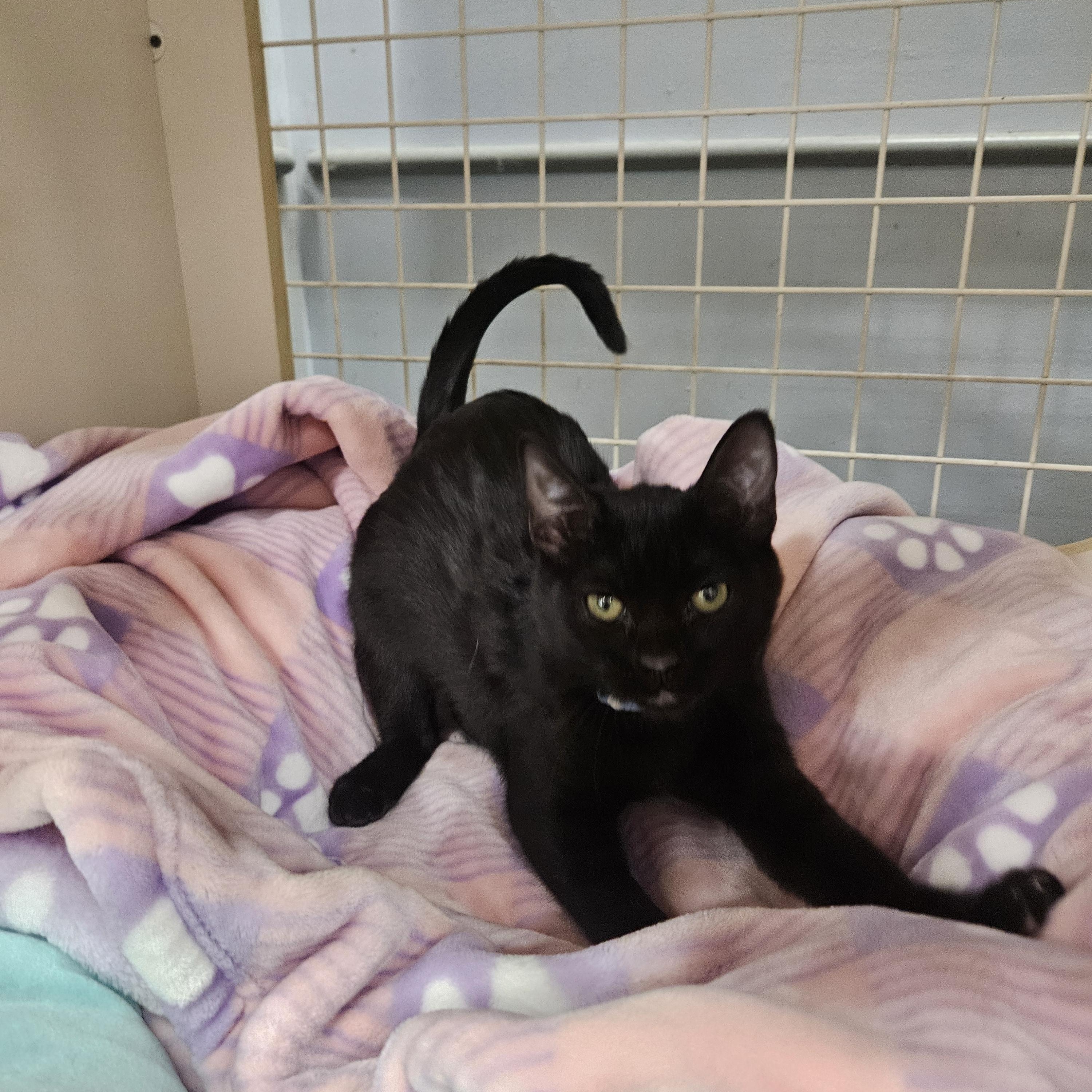 Presley Globe, ADOPTABLE, Kitten Female Domestic Short Hair.