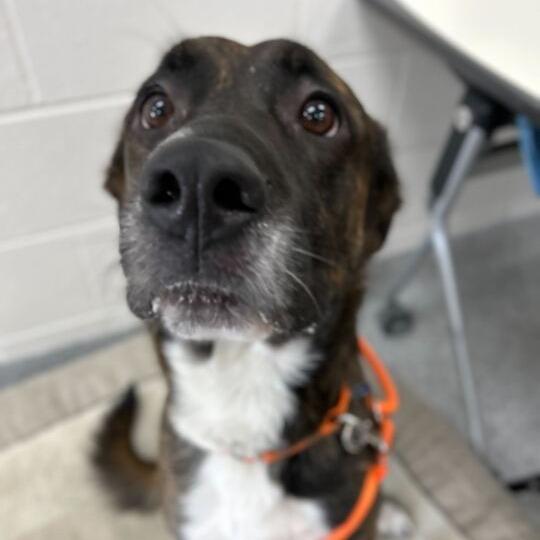 Enlarge Brody, a Adoptable mixed breed in Grand Rapids, MI image 1/2