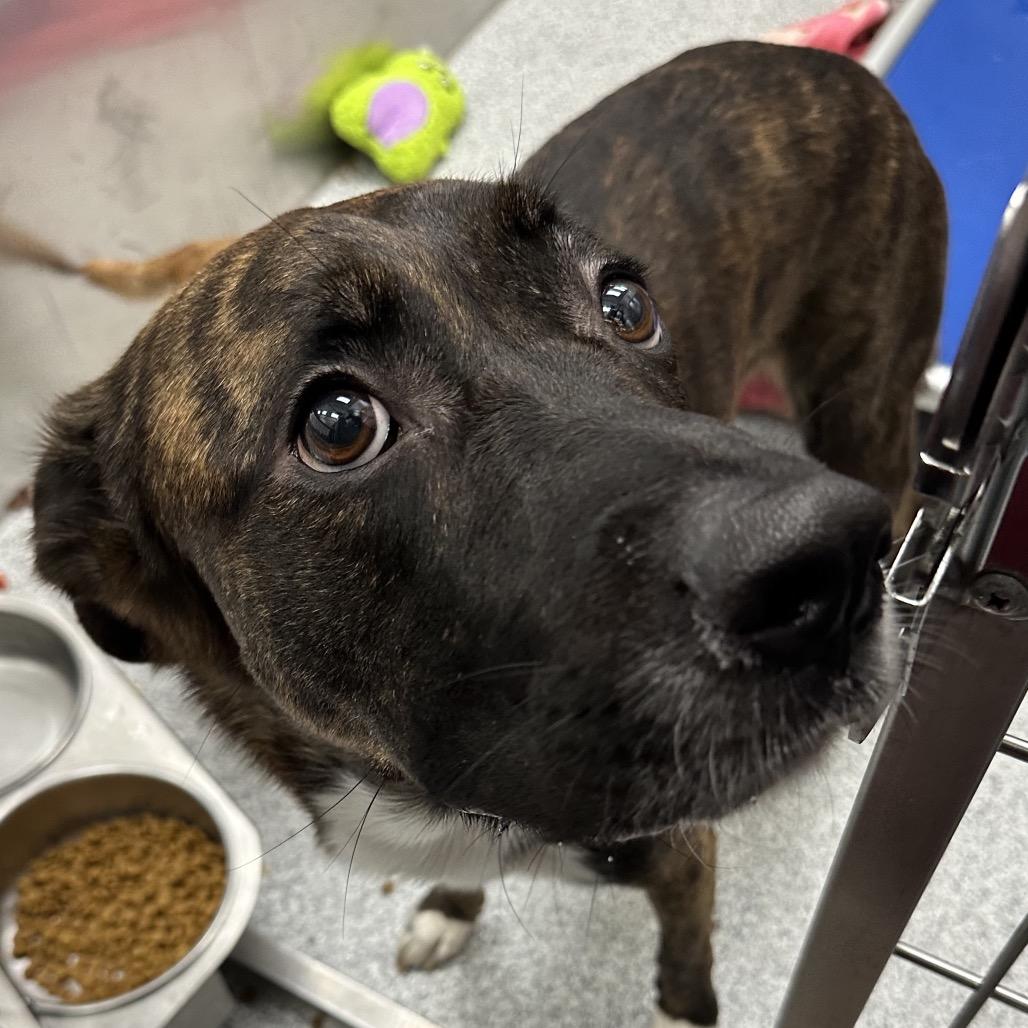 Enlarge Brody, a Adoptable mixed breed in Grand Rapids, MI image 2/2