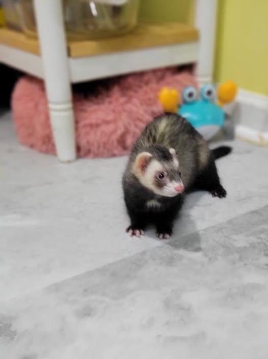 Enlarge Whisker, a Adoptable Ferret in Acworth, GA image 1/1