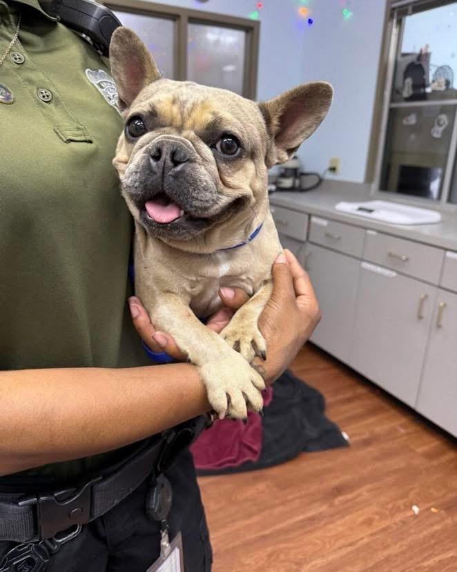 Enlarge Jane, a Adoptable French Bulldog in PALM BAY, FL image 1/1