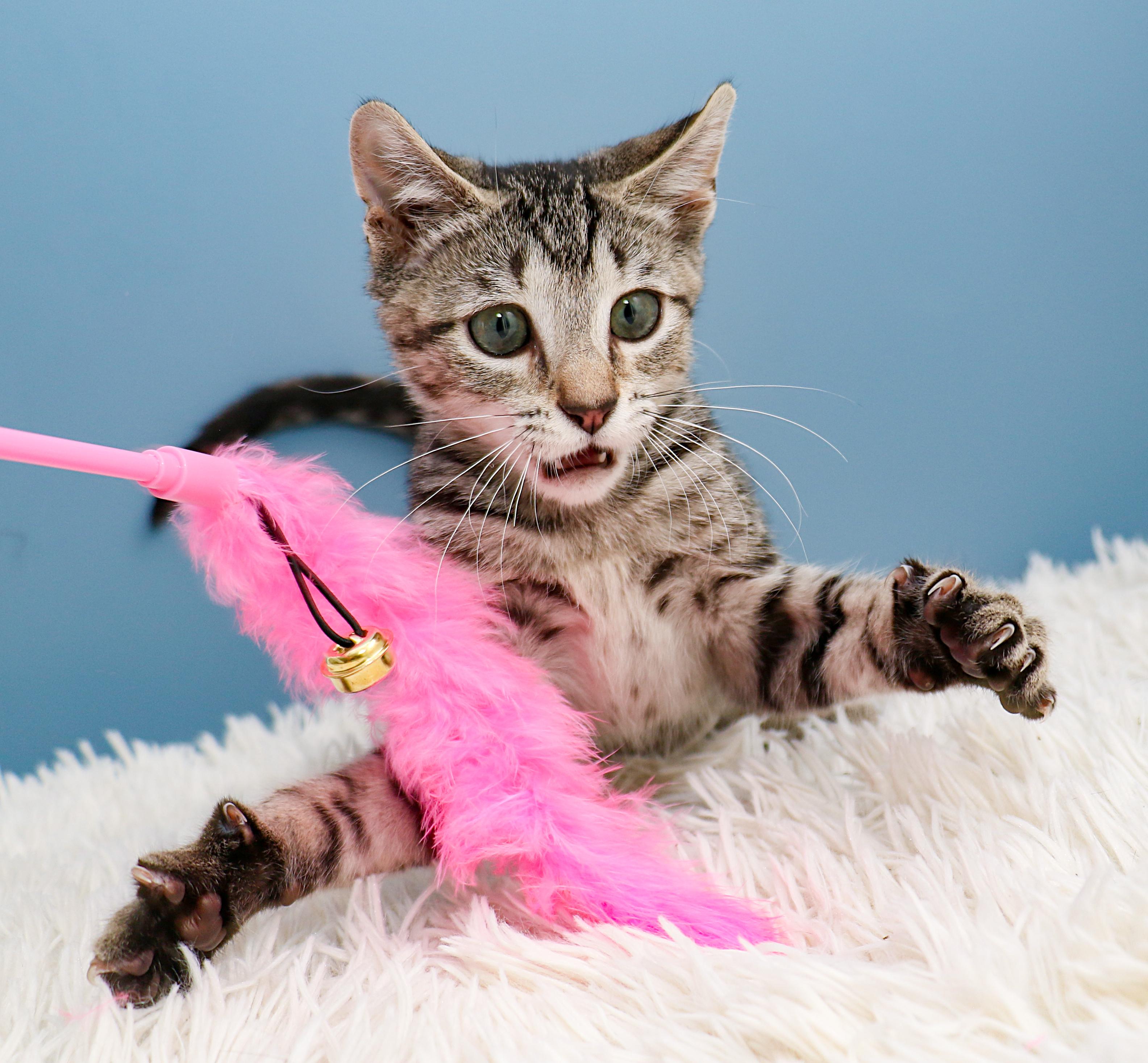 Enlarge Storm, a Adoptable Domestic Short Hair in Charlotte, NC image 6/6
