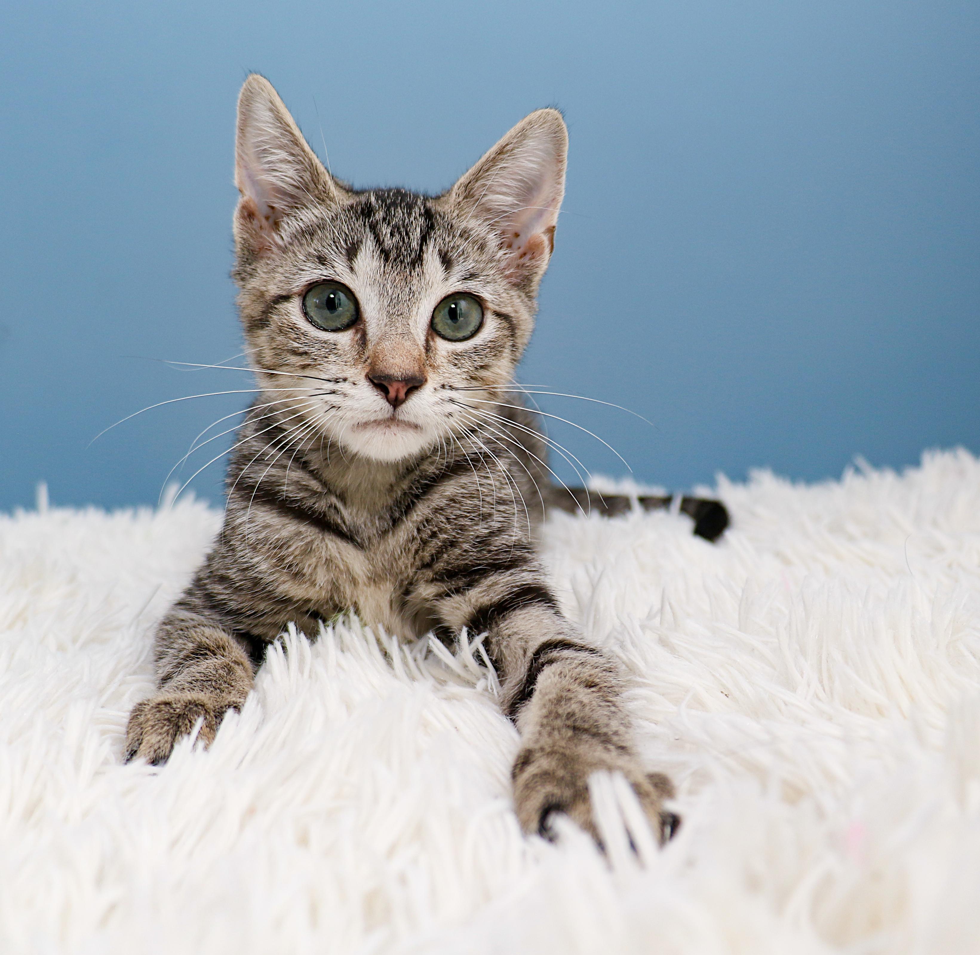 Enlarge Storm, a Adoptable Domestic Short Hair in Charlotte, NC image 1/6