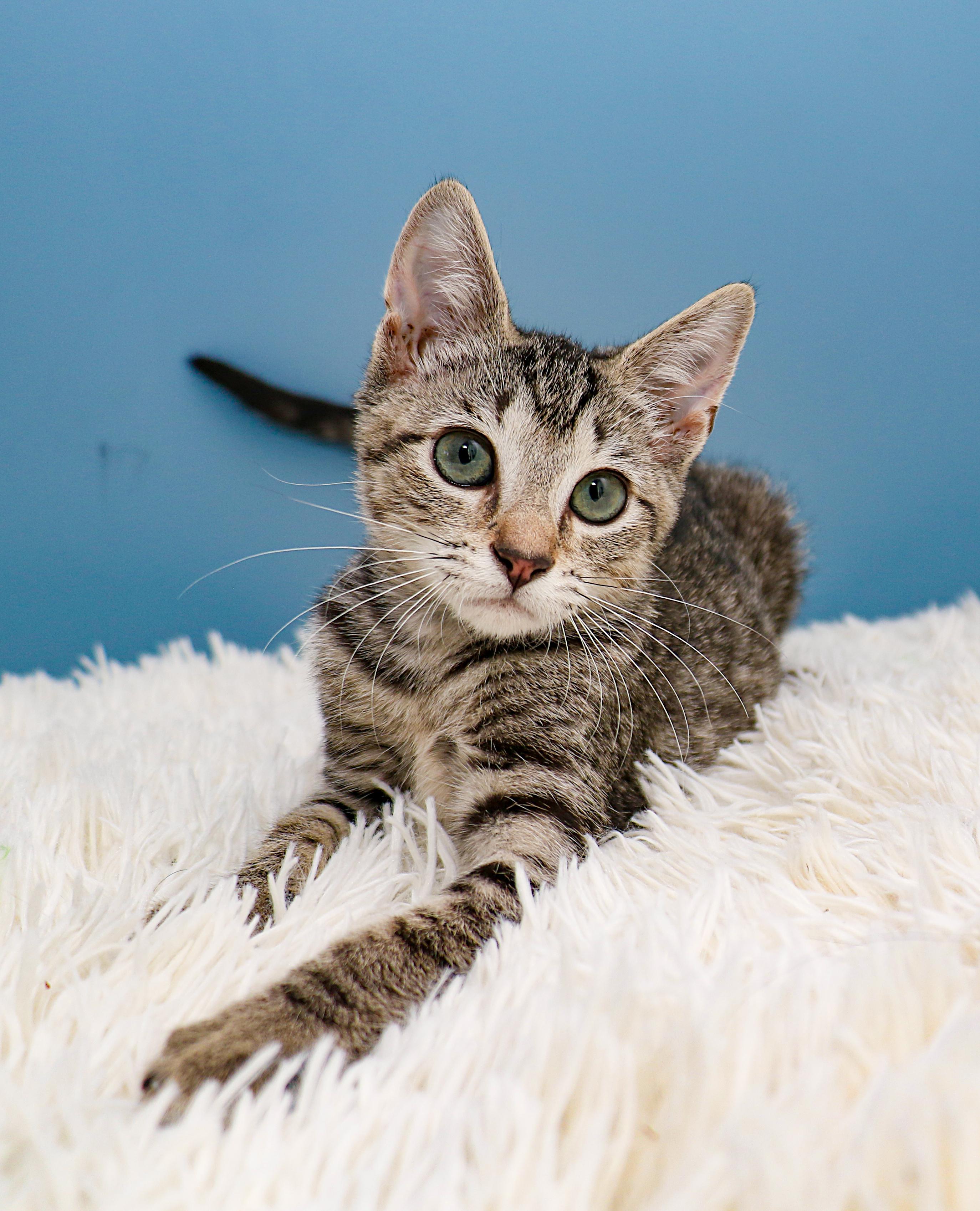 Enlarge Storm, a Adoptable Domestic Short Hair in Charlotte, NC image 2/6