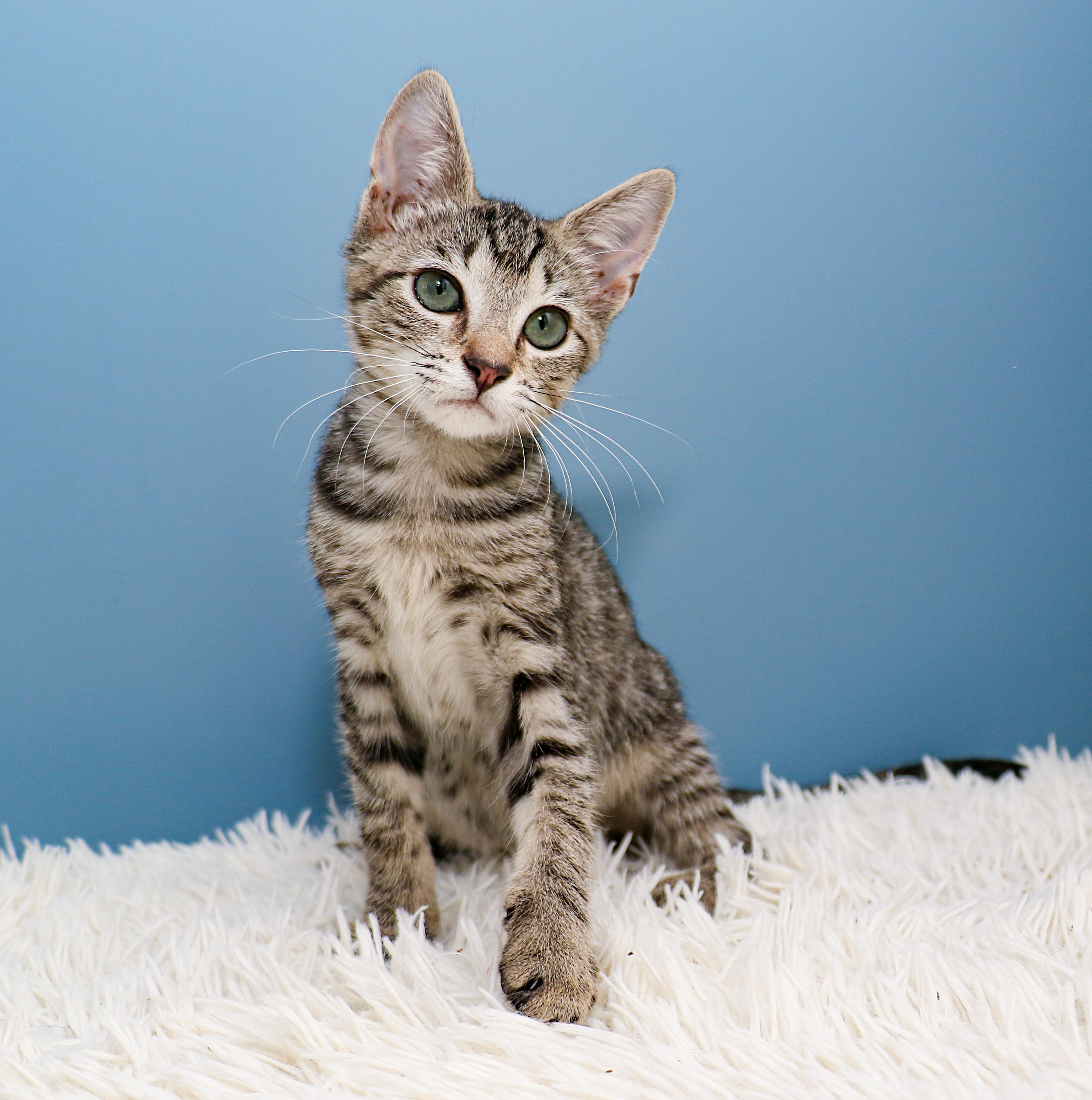 Enlarge Storm, a Adoptable Domestic Short Hair in Charlotte, NC image 4/6