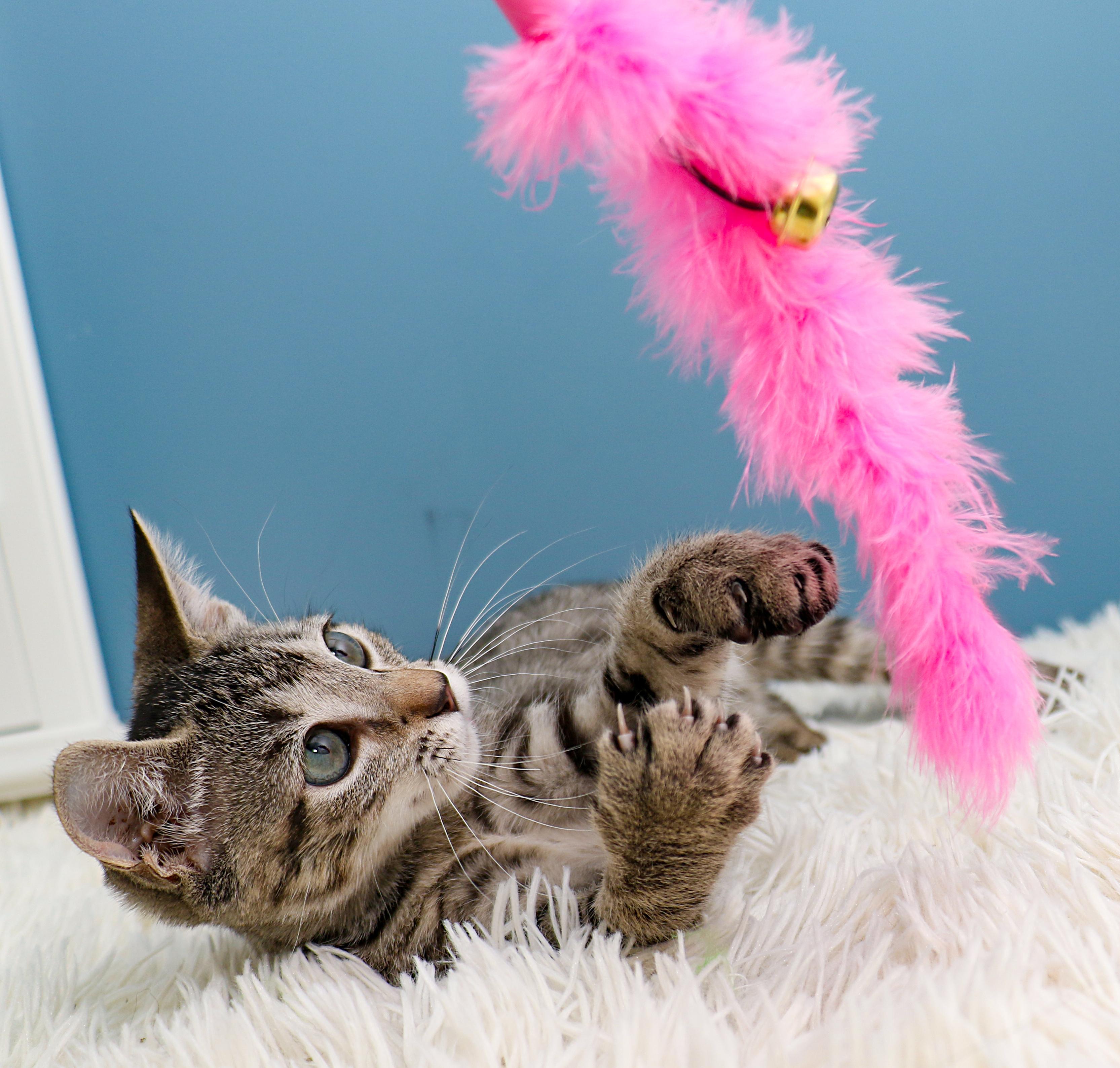 Enlarge Storm, a Adoptable Domestic Short Hair in Charlotte, NC image 3/6