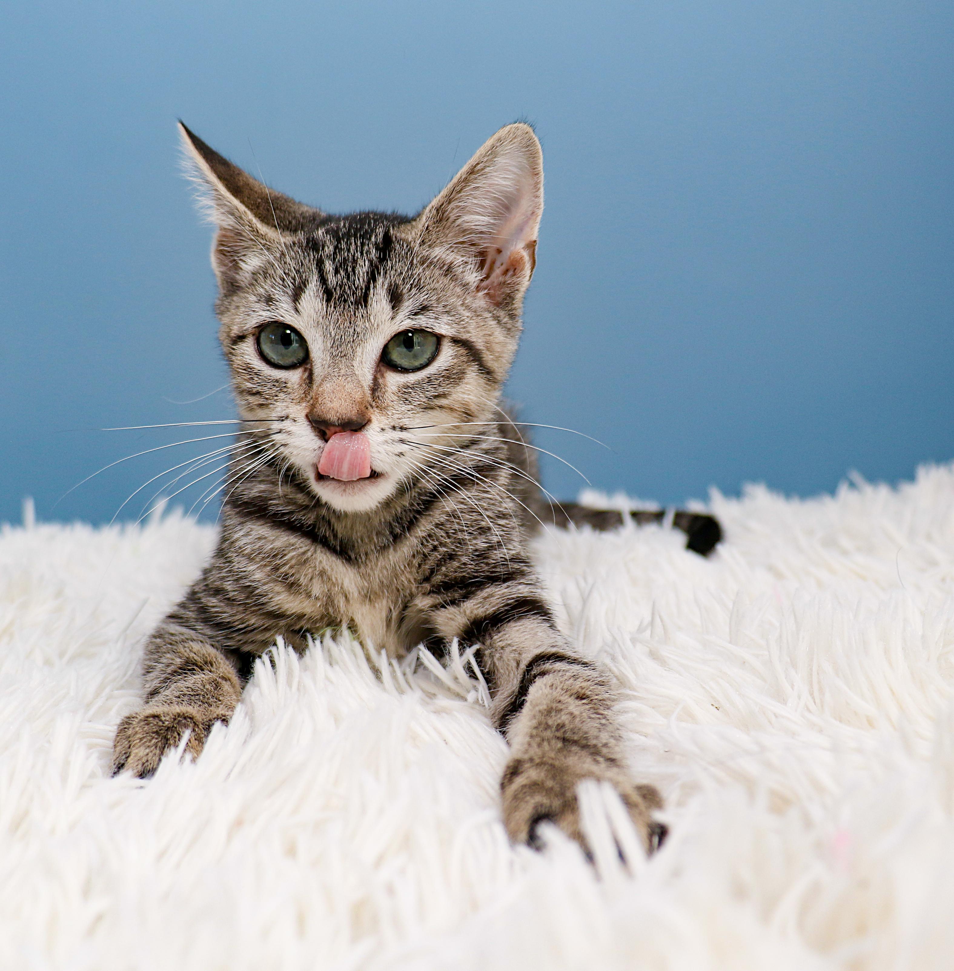 Enlarge Storm, a Adoptable Domestic Short Hair in Charlotte, NC image 5/6