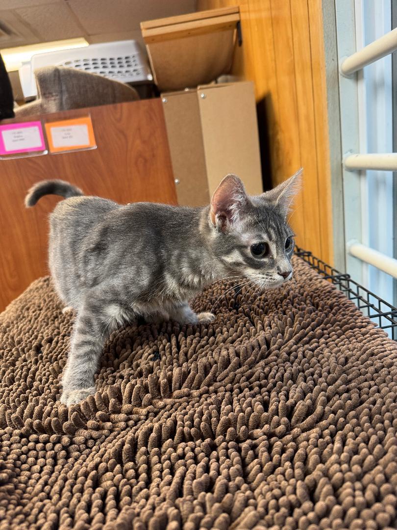 Emily, ADOPTABLE, Young Female Russian Blue & Tabby.