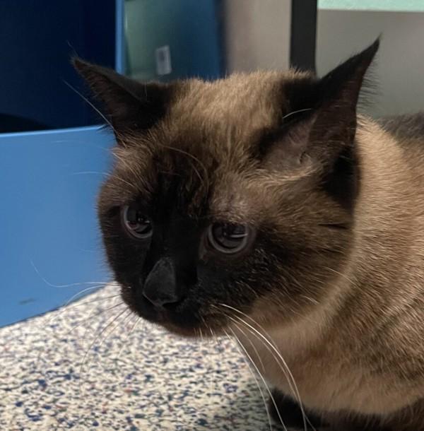 Momo, Adoptable, Senior Female Siamese.
