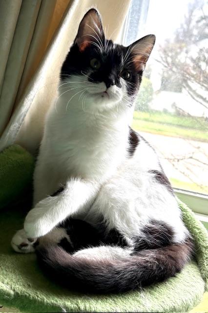 Enlarge Lyta, a ADOPTABLE Domestic Short Hair in Silverton, OR image 1/4