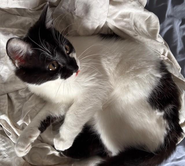 Enlarge Lyta, a ADOPTABLE Domestic Short Hair in Silverton, OR image 3/4