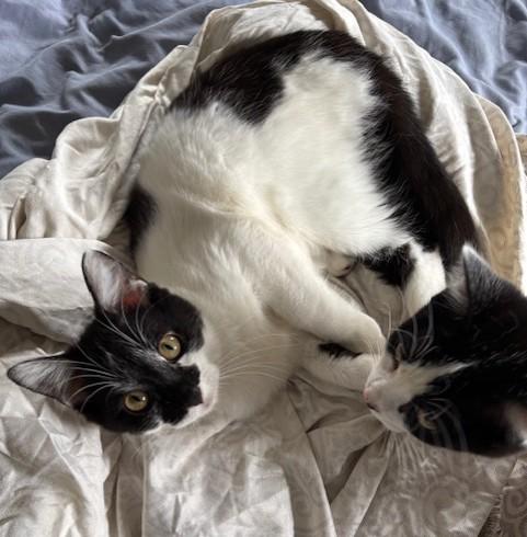 Enlarge Lyta, a ADOPTABLE Domestic Short Hair in Silverton, OR image 4/4