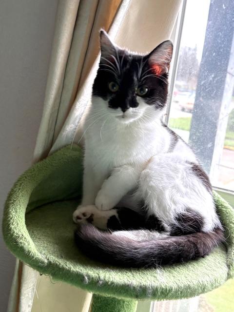 Enlarge Lyta, a ADOPTABLE Domestic Short Hair in Silverton, OR image 2/4