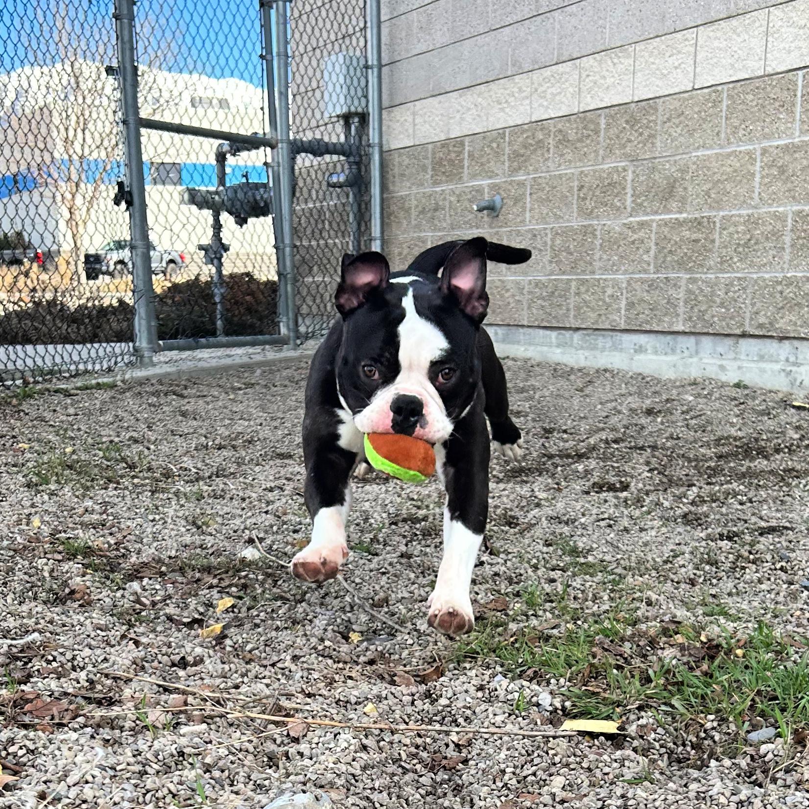 Enlarge Bowser, an adopted mixed breed in Lindon, UT image 2/5