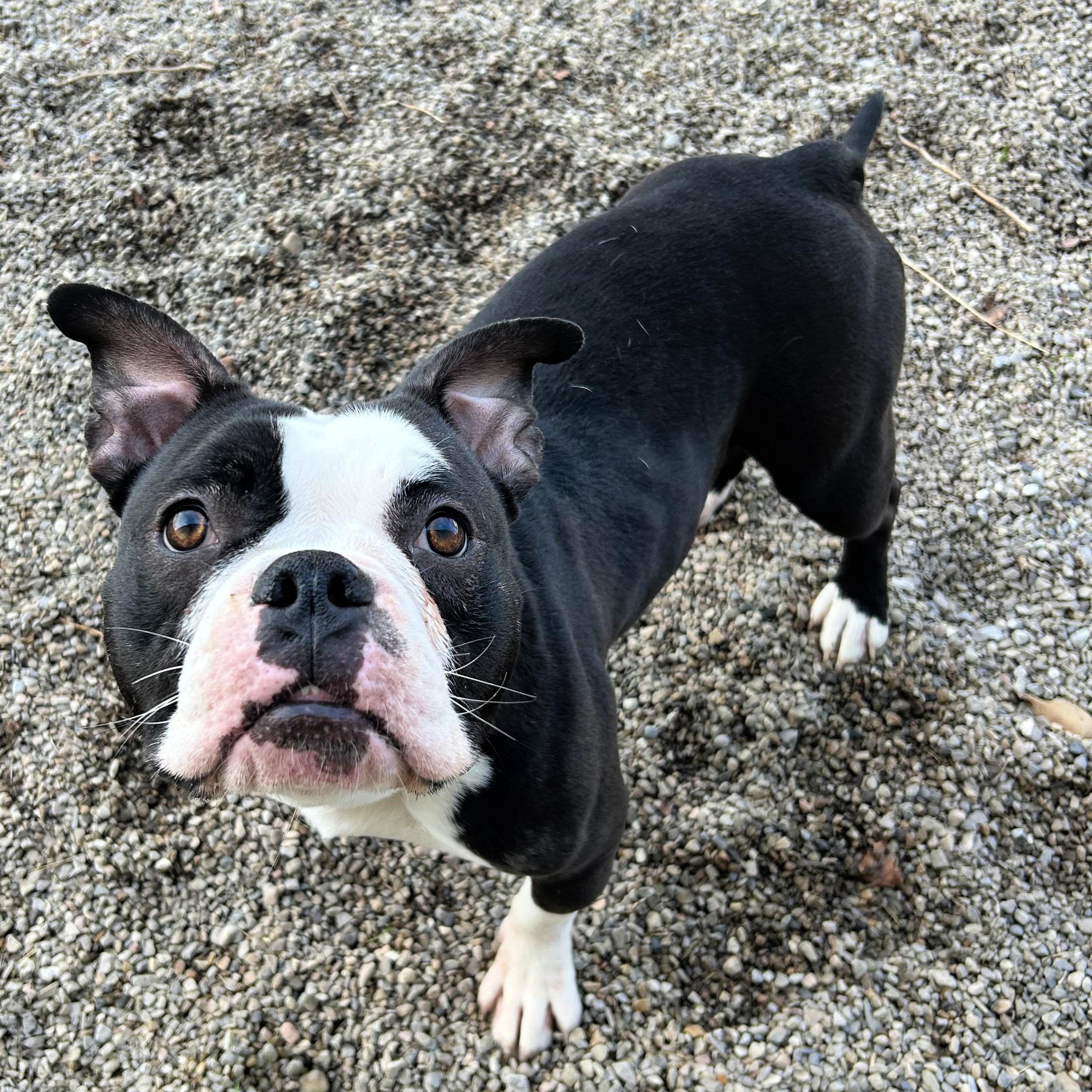 Enlarge Bowser, an adopted mixed breed in Lindon, UT image 5/5