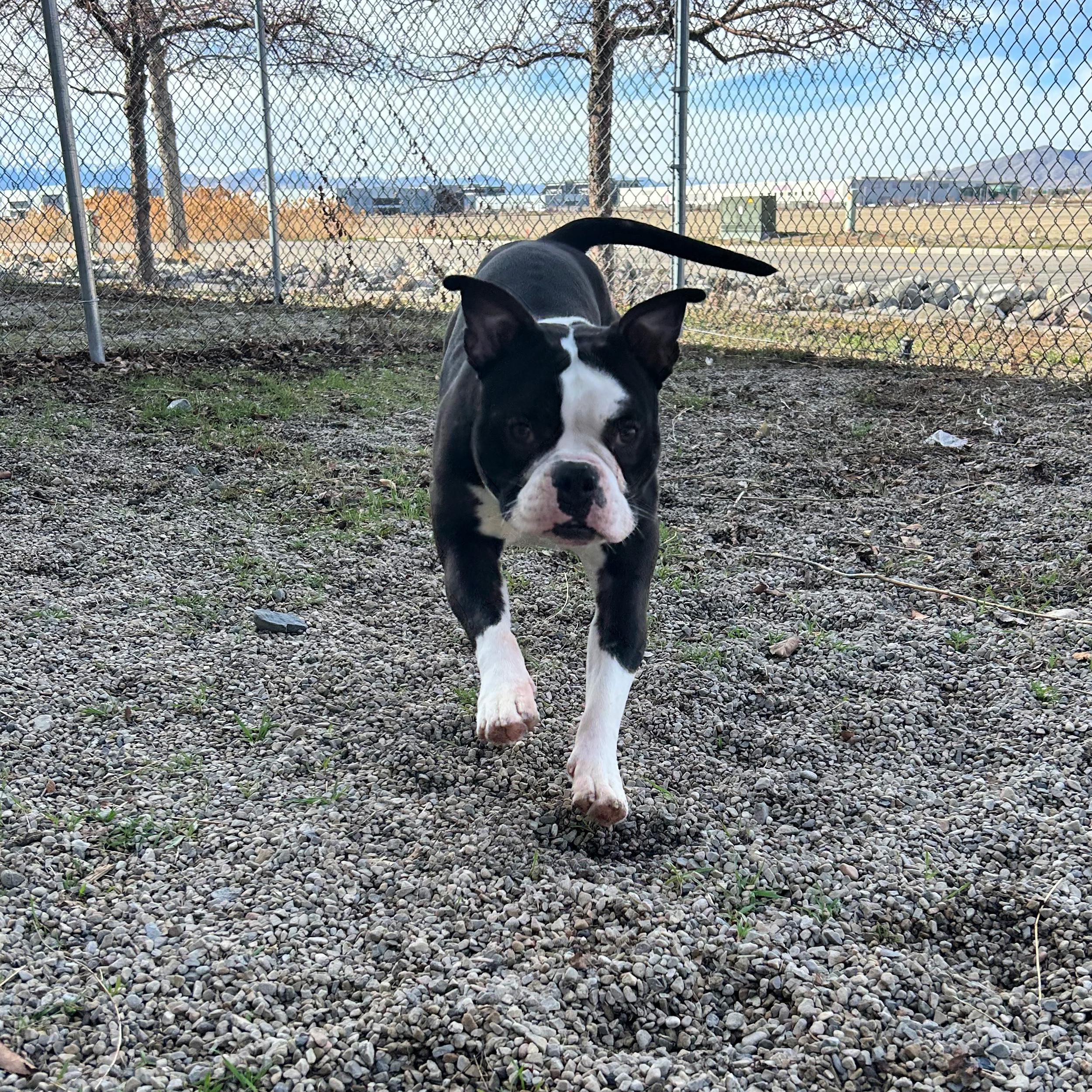 Enlarge Bowser, an adopted mixed breed in Lindon, UT image 3/5