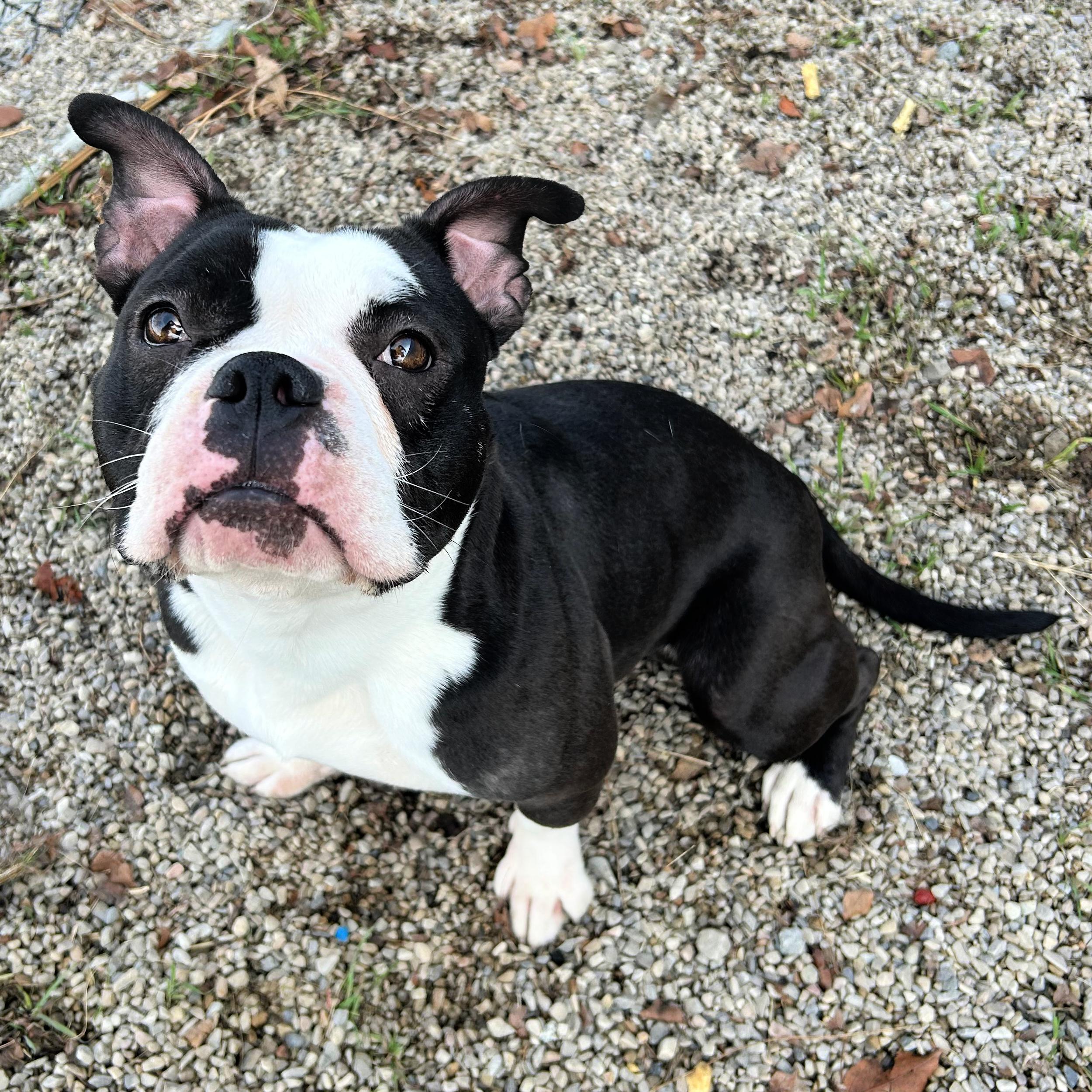 Bowser, ADOPTABLE, Adult Male American Bully.