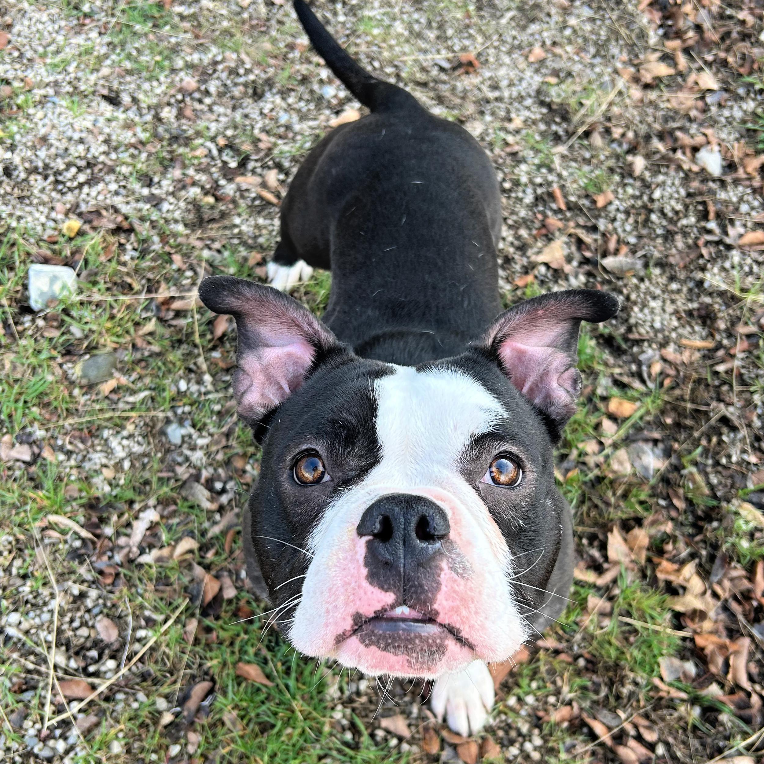Enlarge Bowser, an adopted mixed breed in Lindon, UT image 4/5