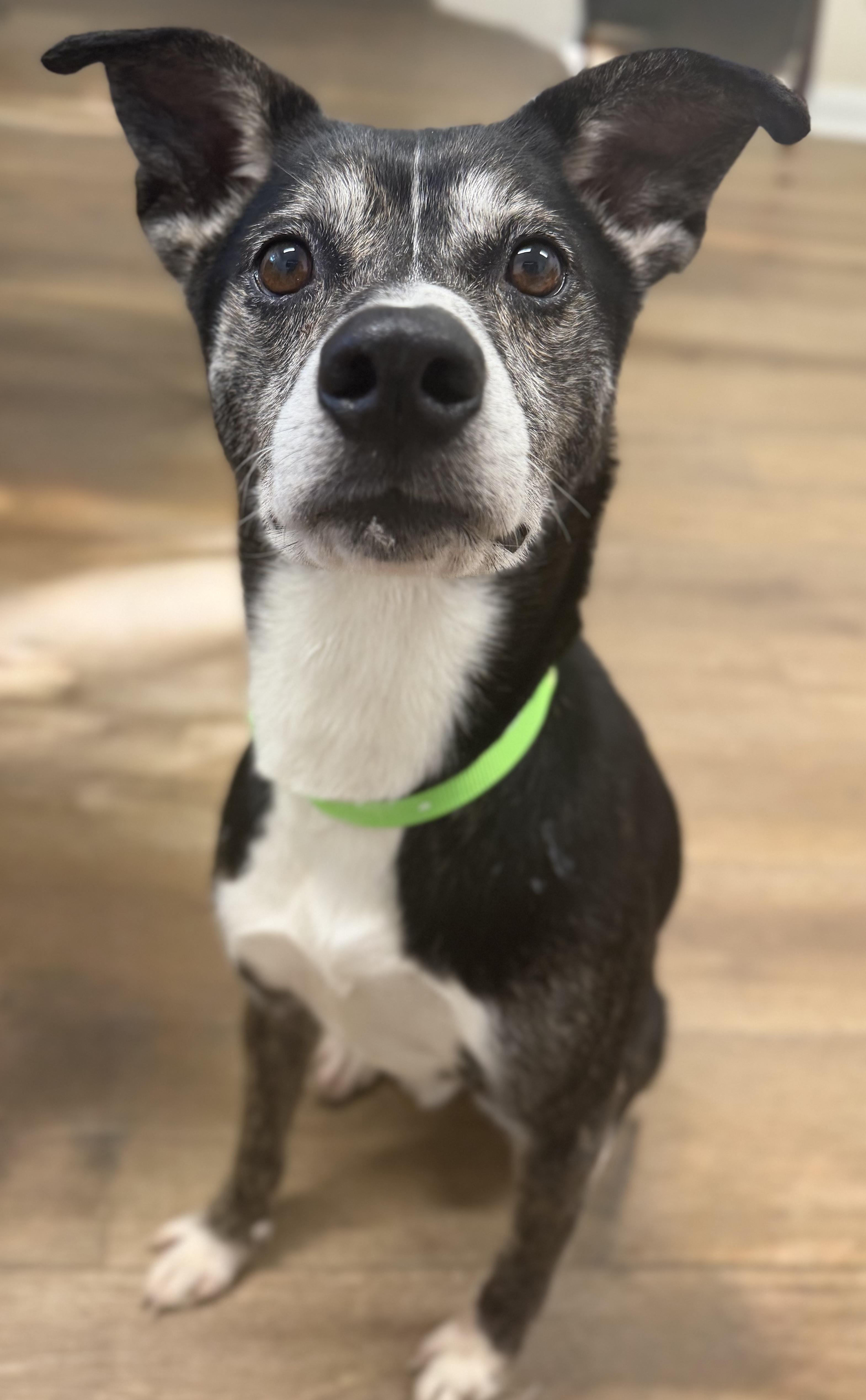 Enlarge Bingo, a Adoptable mixed breed in Pawleys Island, SC image 2/2