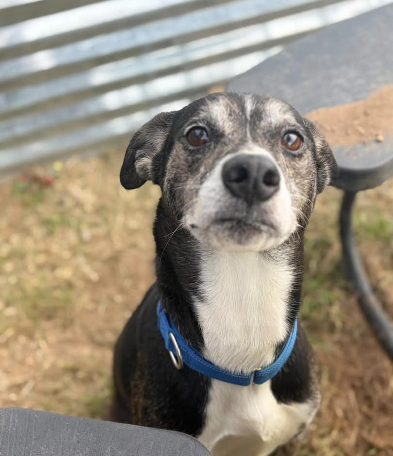 Enlarge Bingo, a Adoptable mixed breed in Pawleys Island, SC image 1/2