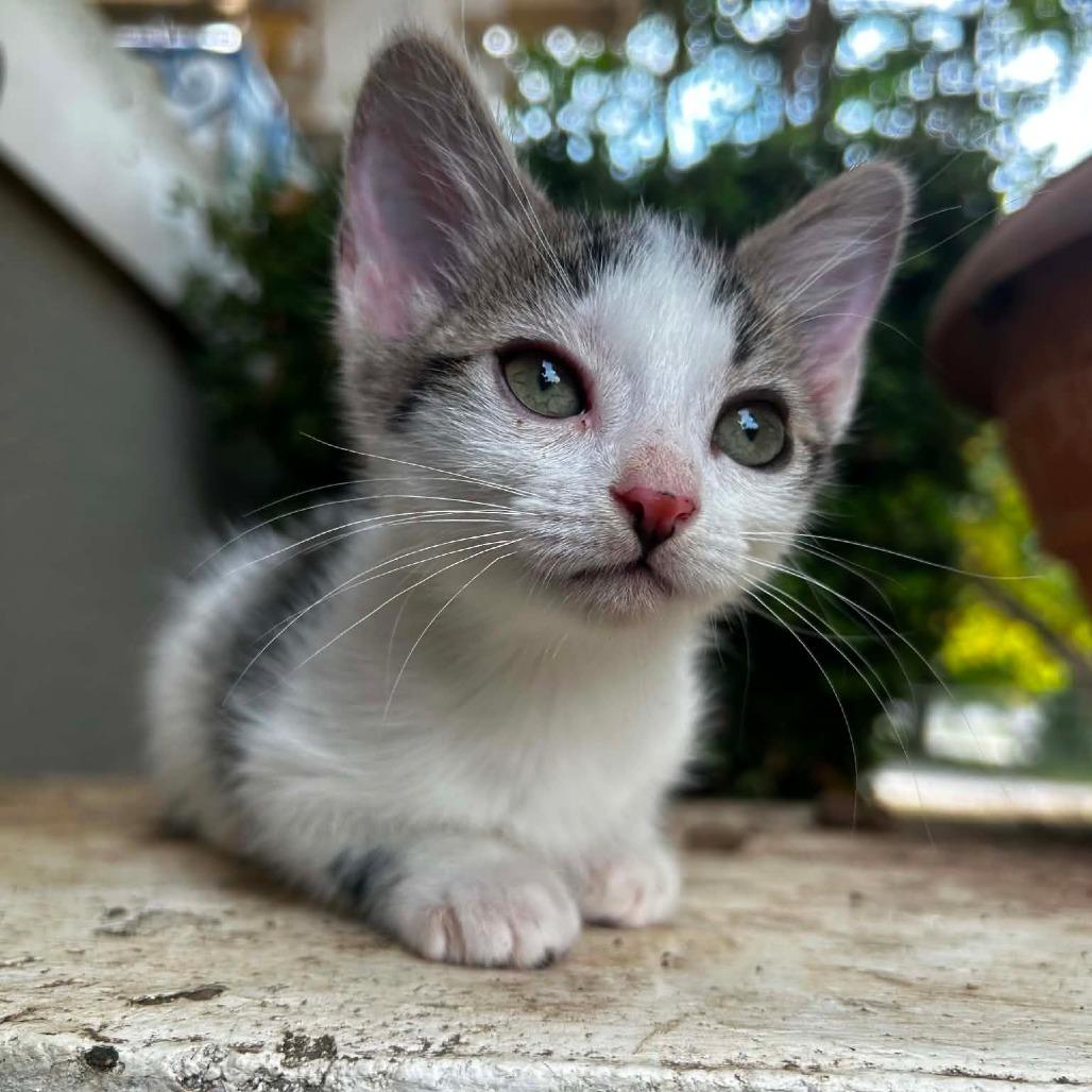 Rosie, Adoptable, Kitten Female Domestic Short Hair.