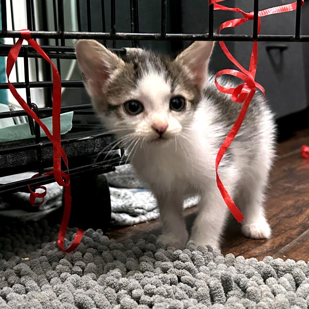 Rosie, a Adoptable Domestic Short Hair in Okmulgee, OK image 2/4