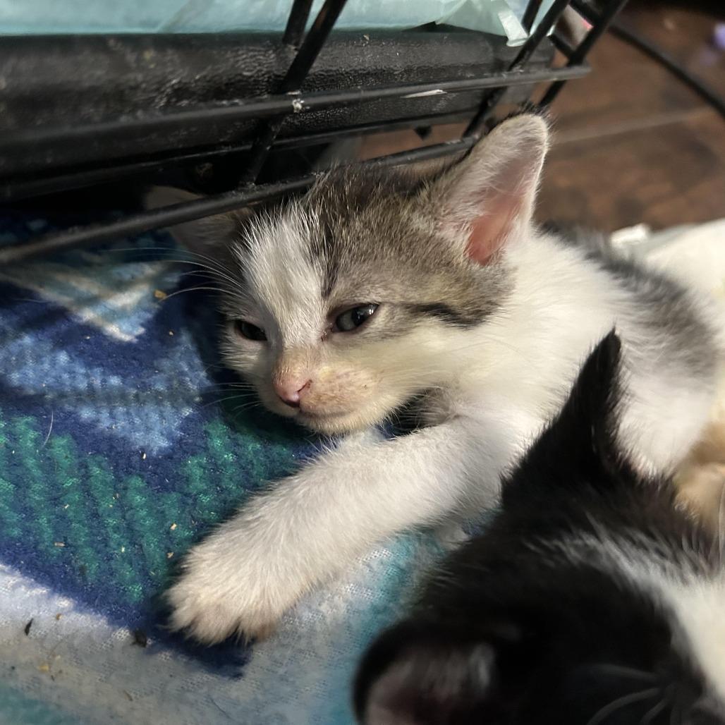 Rosie, a Adoptable Domestic Short Hair in Okmulgee, OK image 4/4