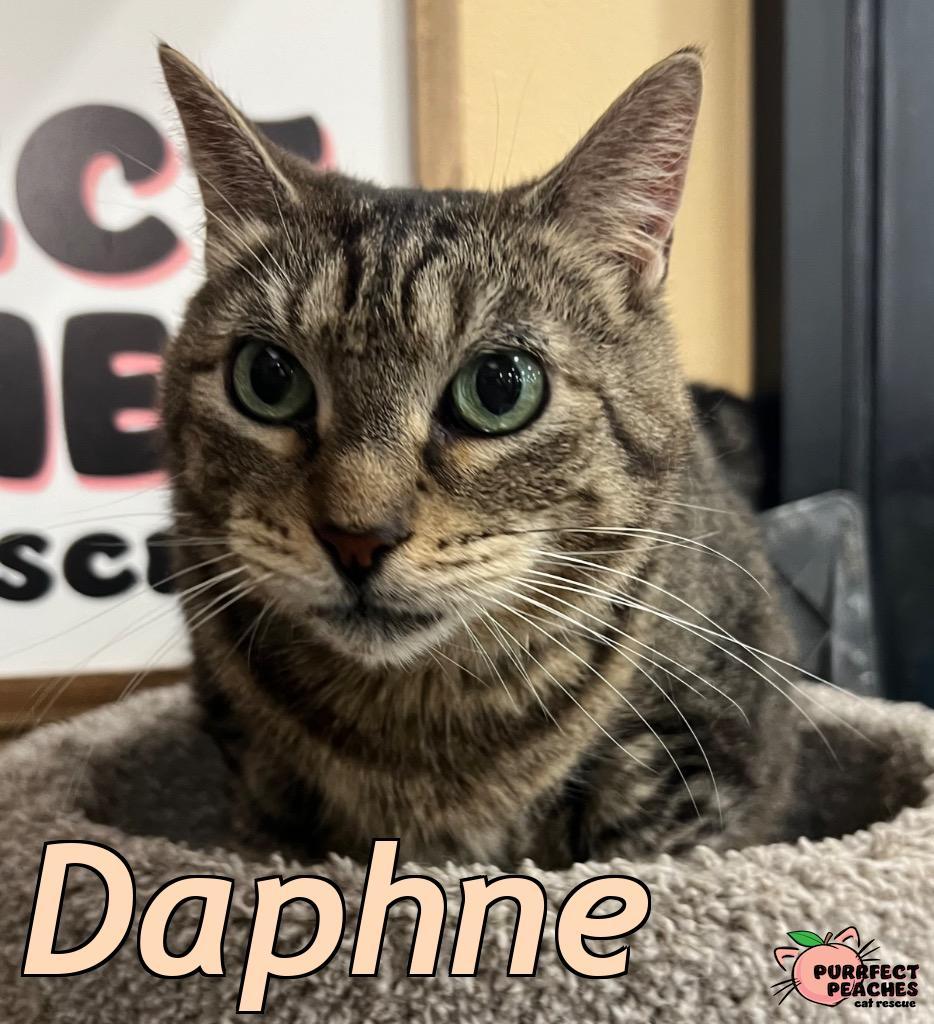 Enlarge Daphne, a Adoptable mixed breed in Douglasville, GA image 2/2