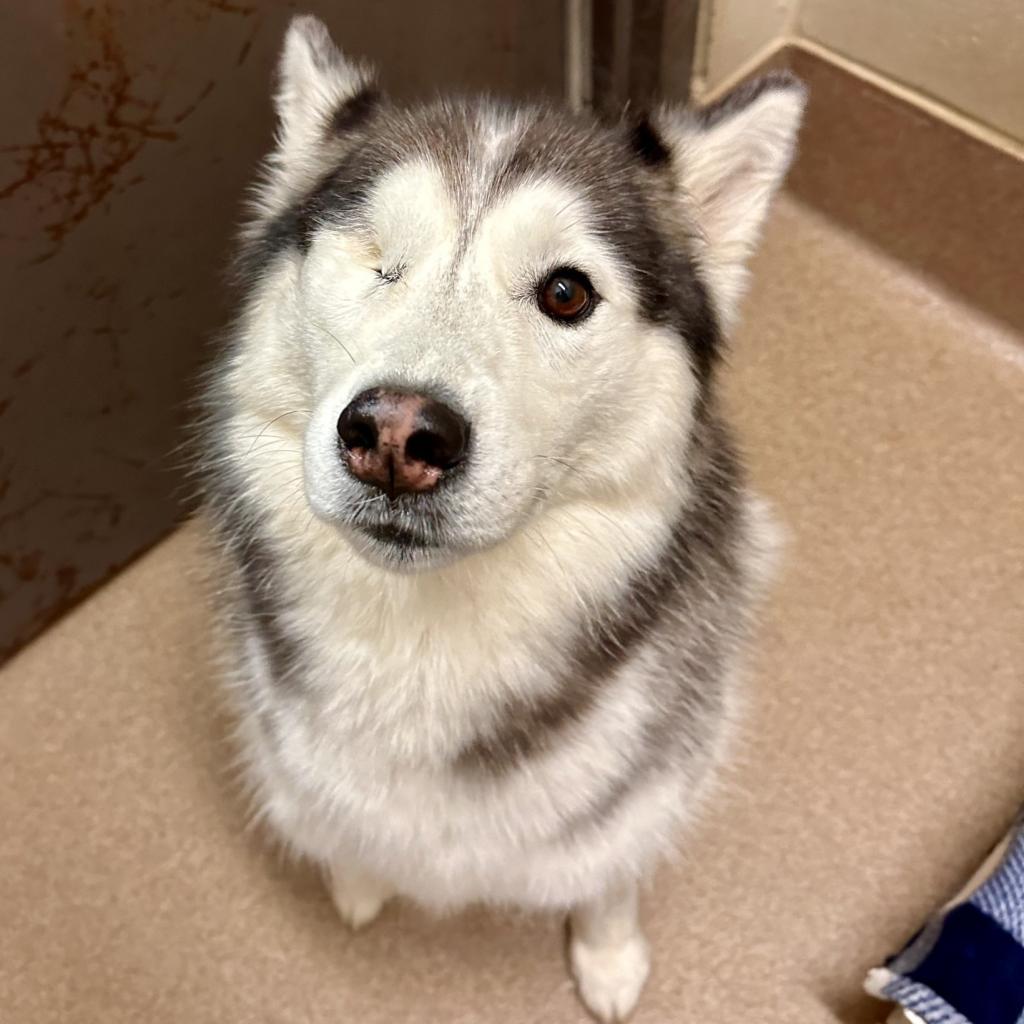 Koda, Adoptable, Adult Female Husky & Alaskan Malamute.