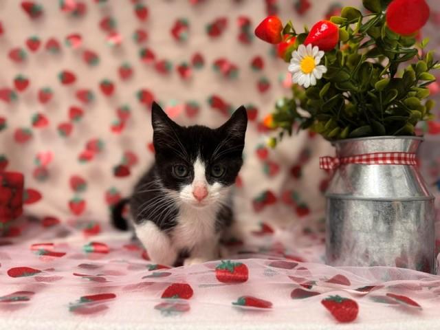 Enlarge SUKI, a Adoptable Domestic Short Hair in Fairfield, CA image 1/1