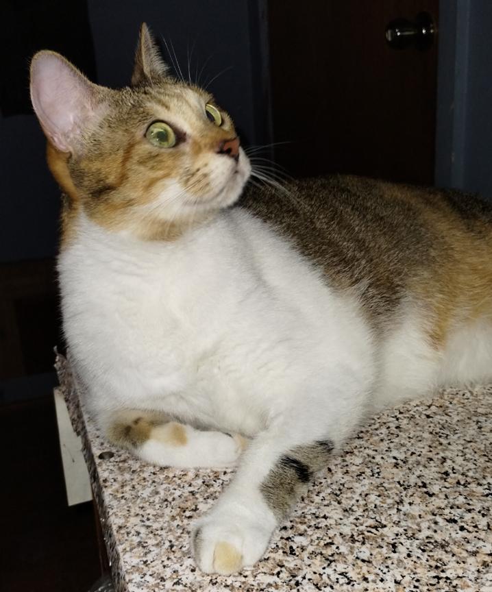 Tiger – Sweet Kitty Girl for Adoption!, Adoptable, Adult Female Calico.