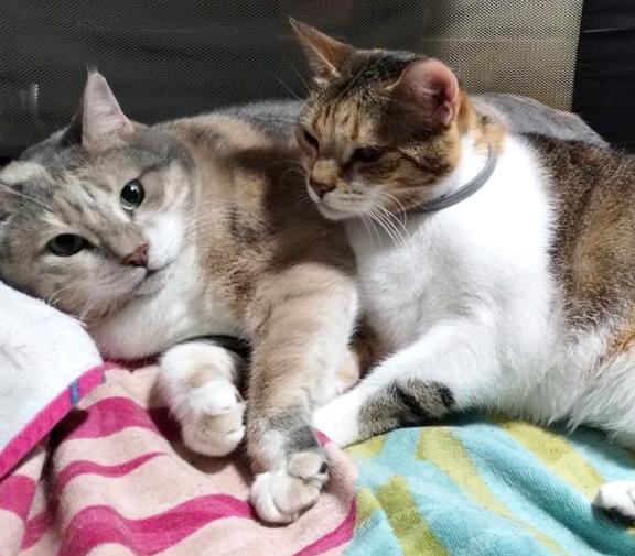Tiger – Sweet Kitty Girl for Adoption!, Adoptable, Adult Female Calico.