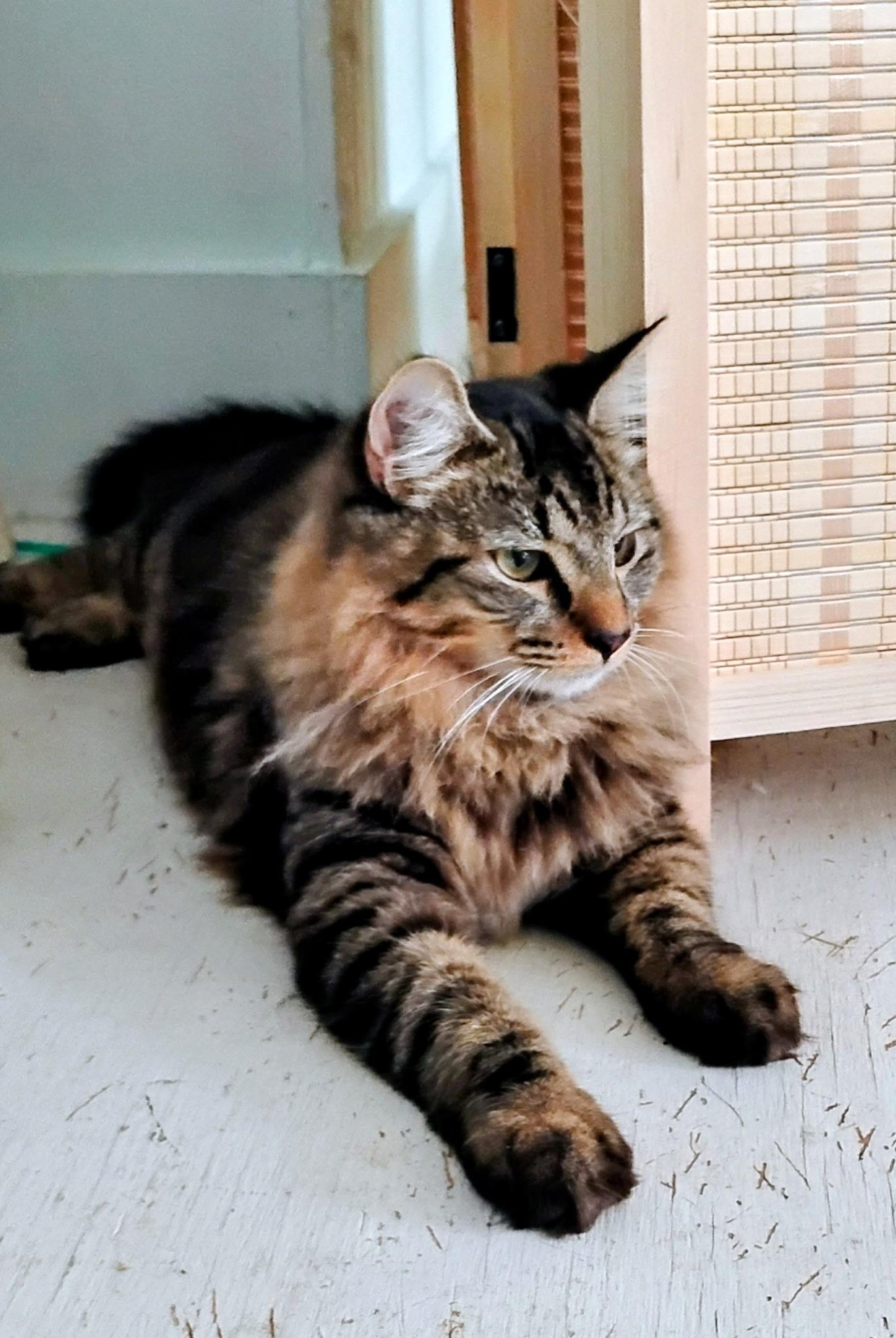 Enlarge Stymie, an adopted Domestic Long Hair in Oriental , NC image 1/1
