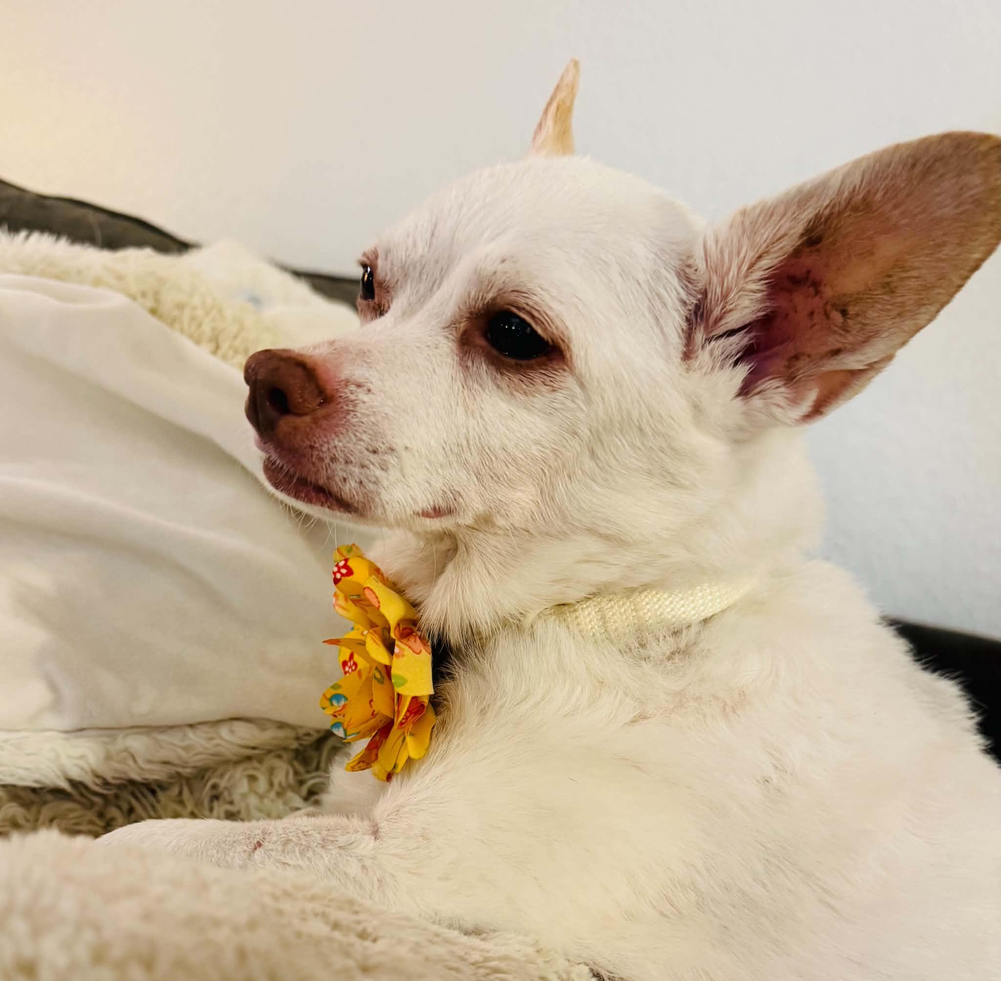 Enlarge Angel, a ADOPTABLE Chihuahua in Spring, TX image 2/3
