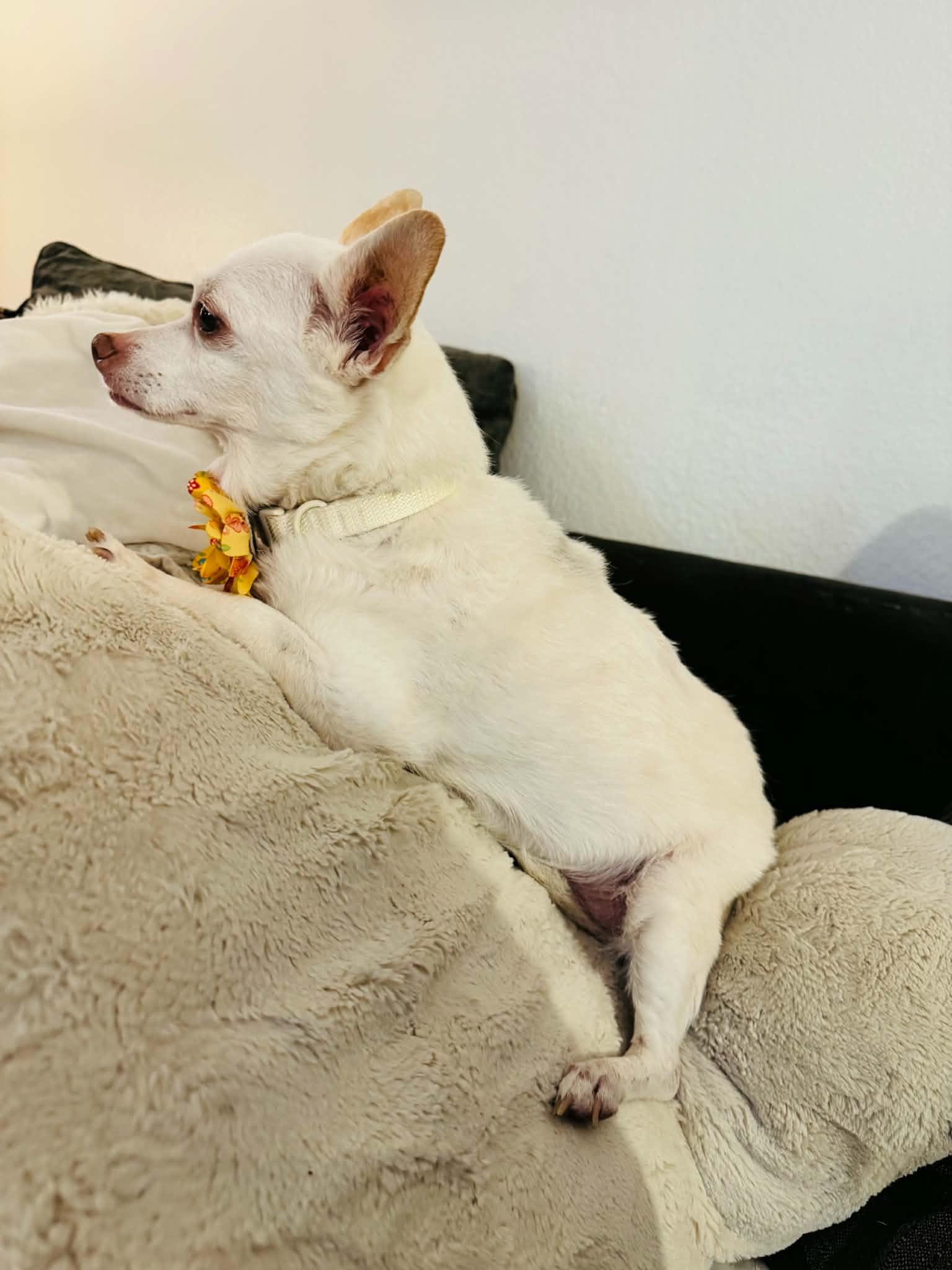 Enlarge Angel, a ADOPTABLE Chihuahua in Spring, TX image 3/3