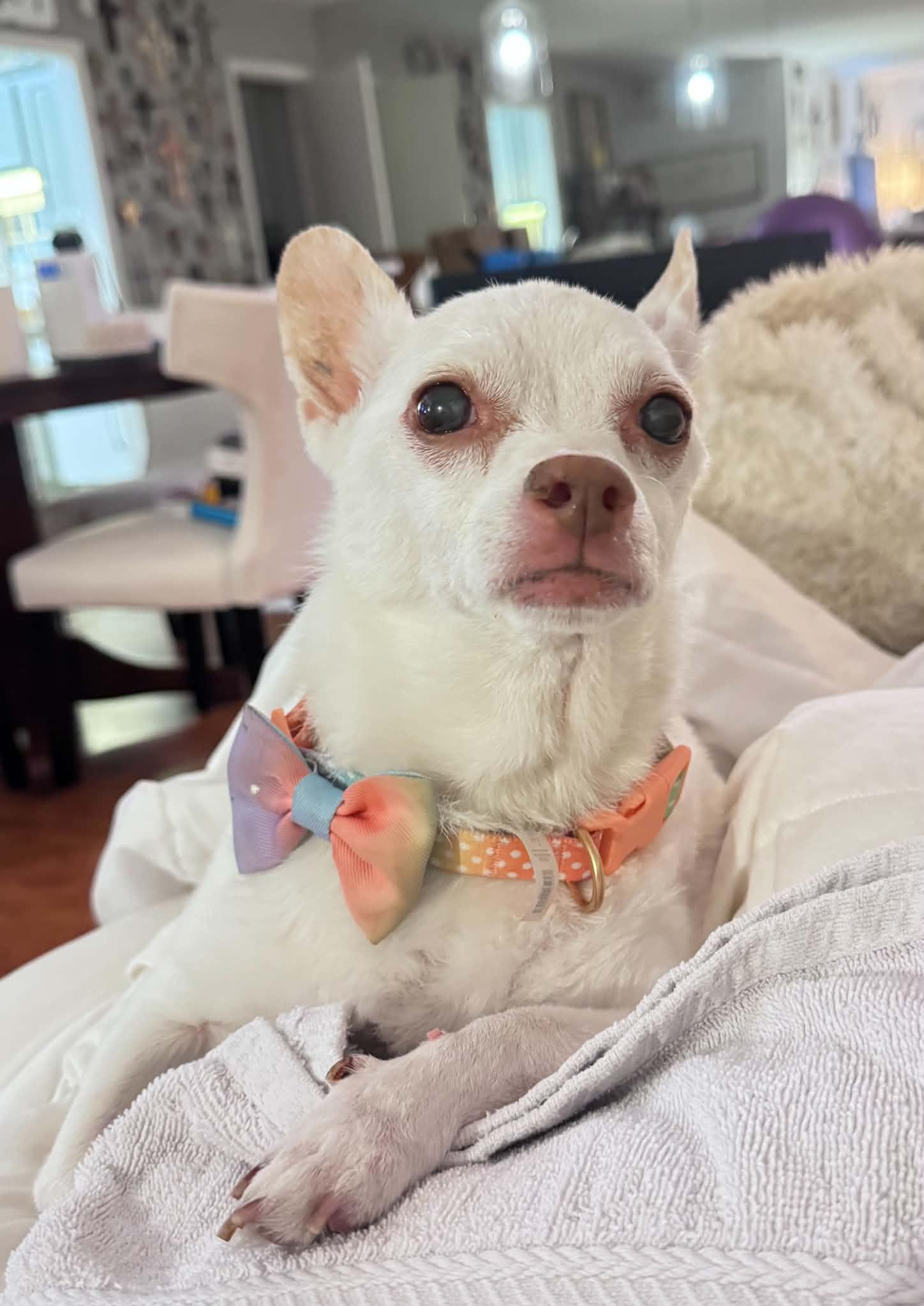 Enlarge Angel, a ADOPTABLE Chihuahua in Spring, TX image 1/3