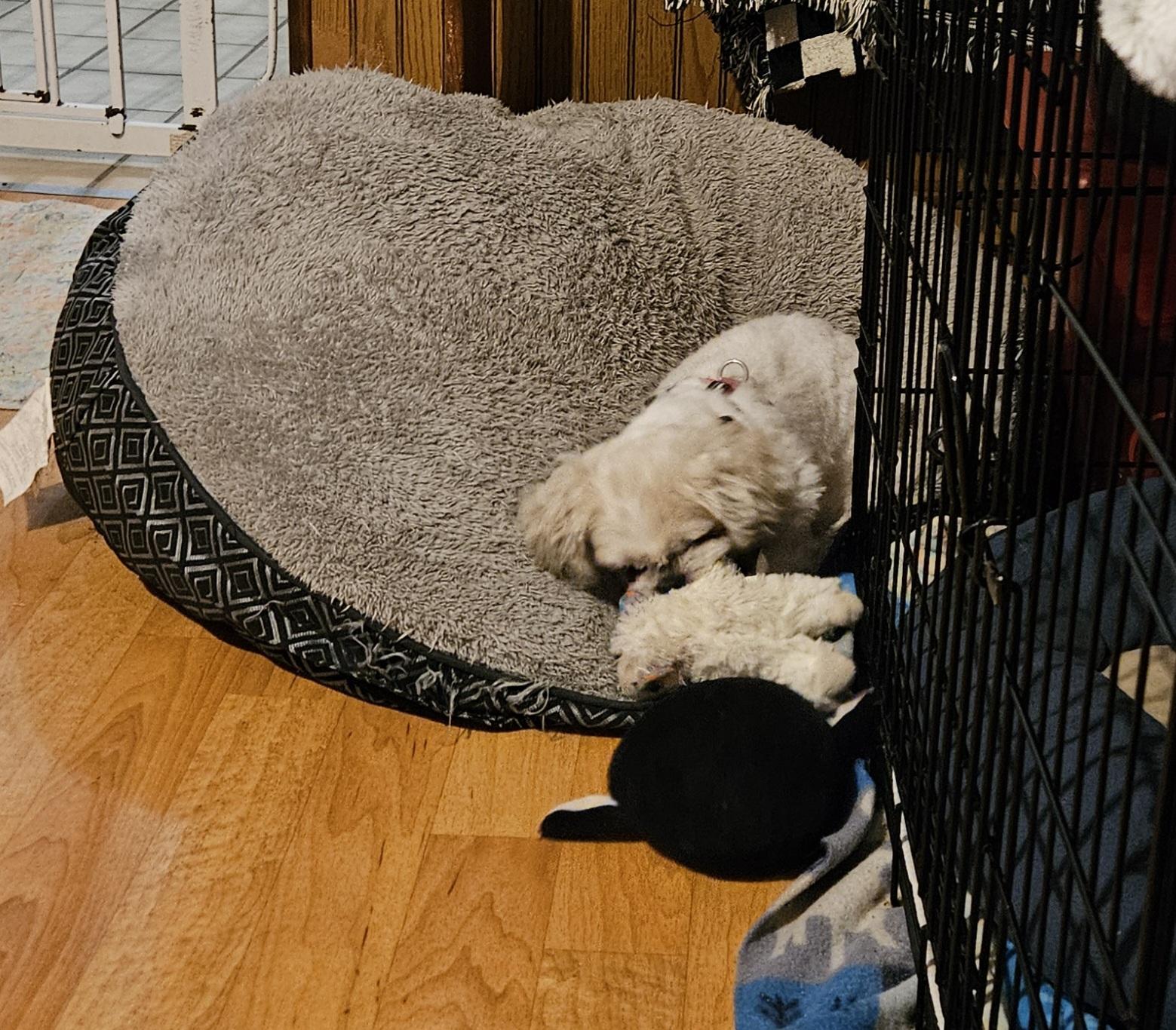 Enlarge Unica, a Adopted Shih Tzu in Schofield, WI image 4/5