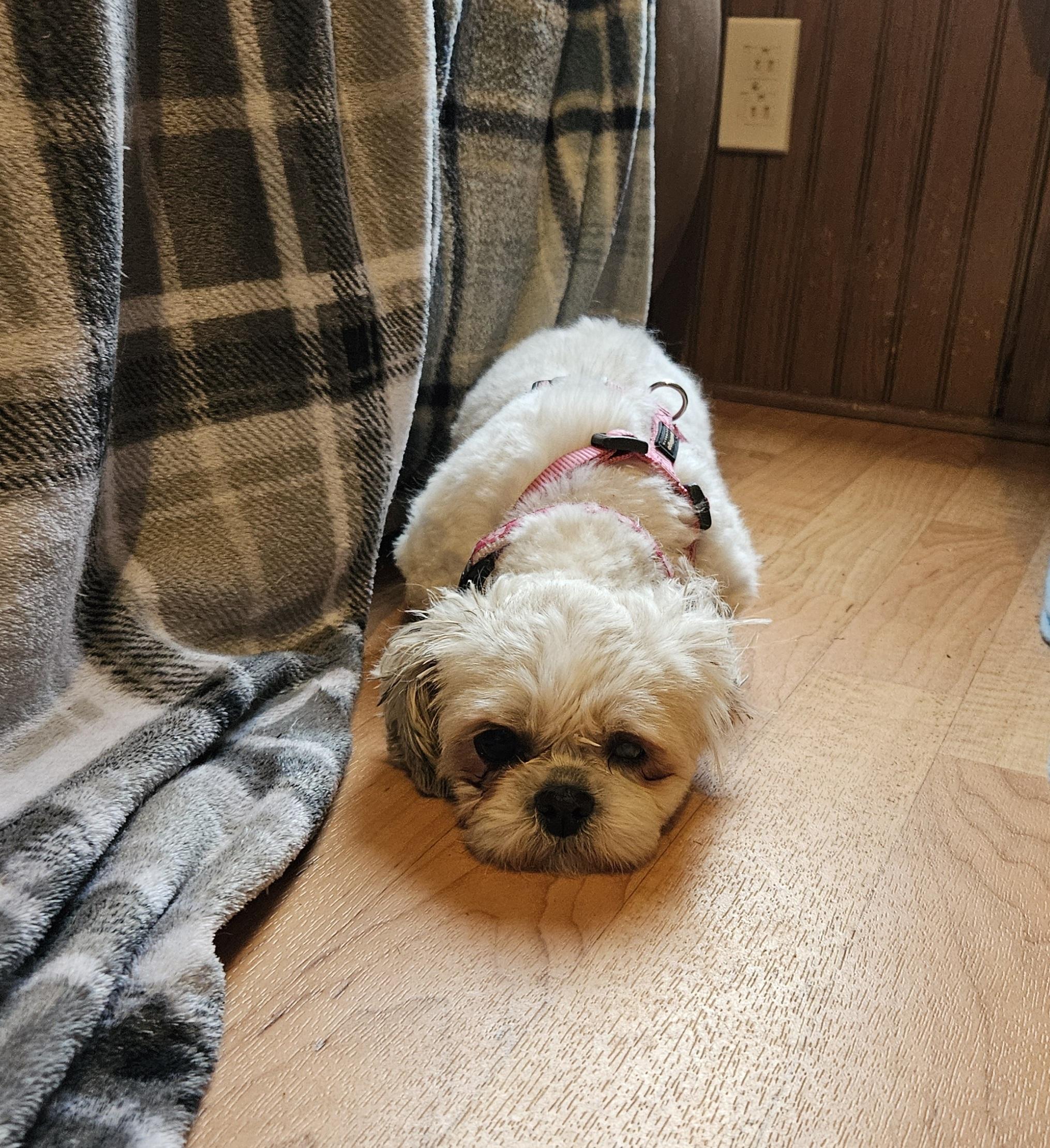 Enlarge Unica, a Adopted Shih Tzu in Schofield, WI image 2/5