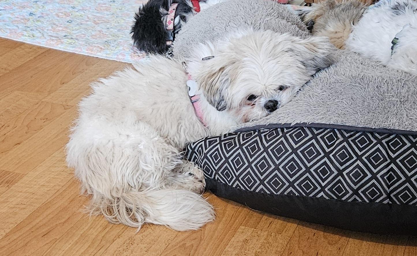 Enlarge Unica, a Adopted Shih Tzu in Schofield, WI image 3/5