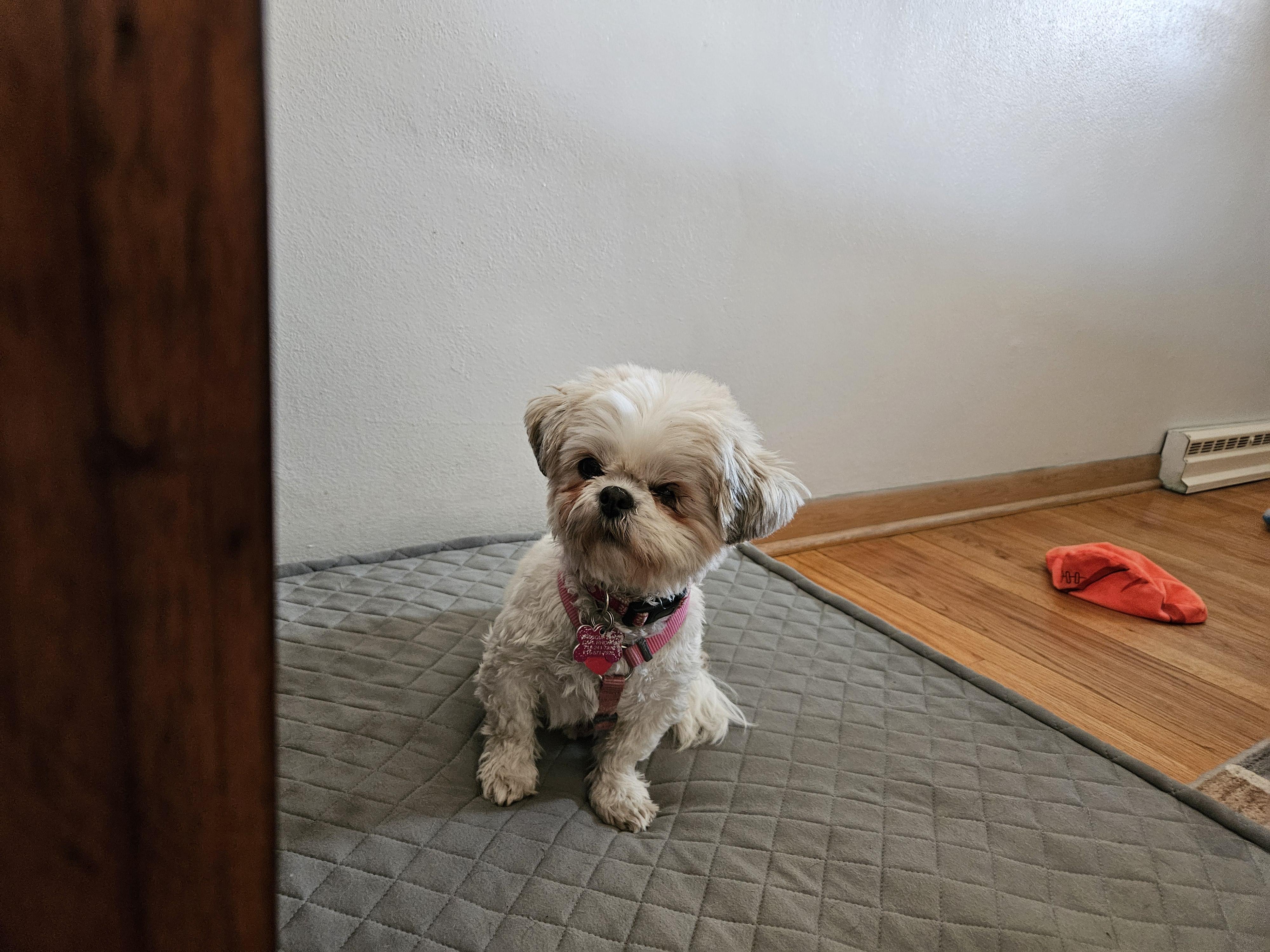 Unica, Adopted, Adult Female Shih Tzu.