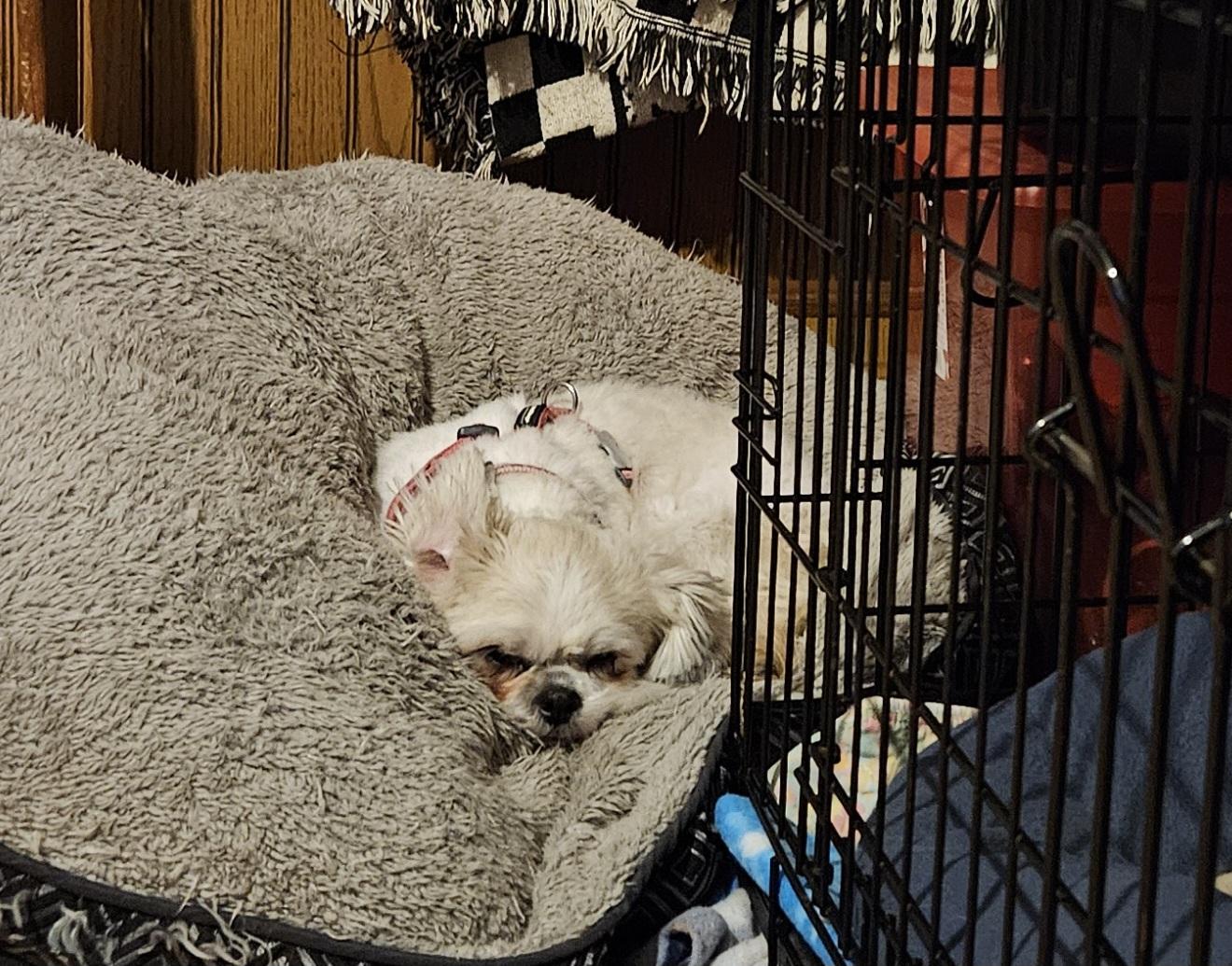 Enlarge Unica, a Adopted Shih Tzu in Schofield, WI image 5/5