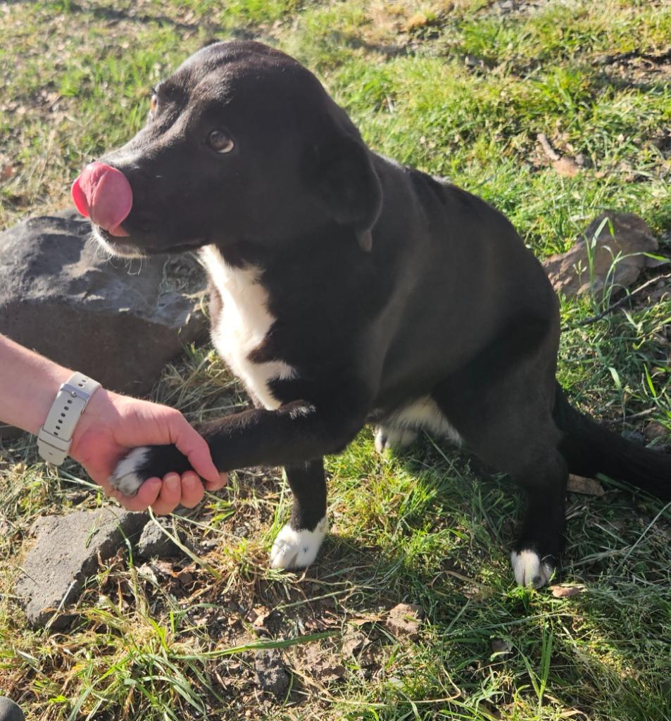 Petunia, a Adoptable mixed breed in Sherwood, AR image 1/4