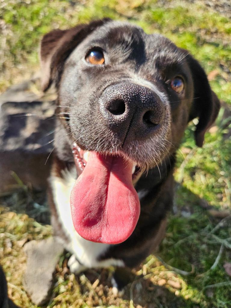 Petunia, a Adoptable mixed breed in Sherwood, AR image 3/4