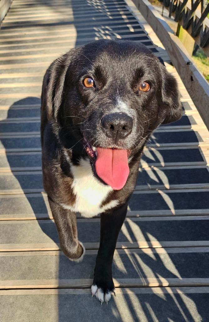 Petunia, a Adoptable mixed breed in Sherwood, AR image 4/4