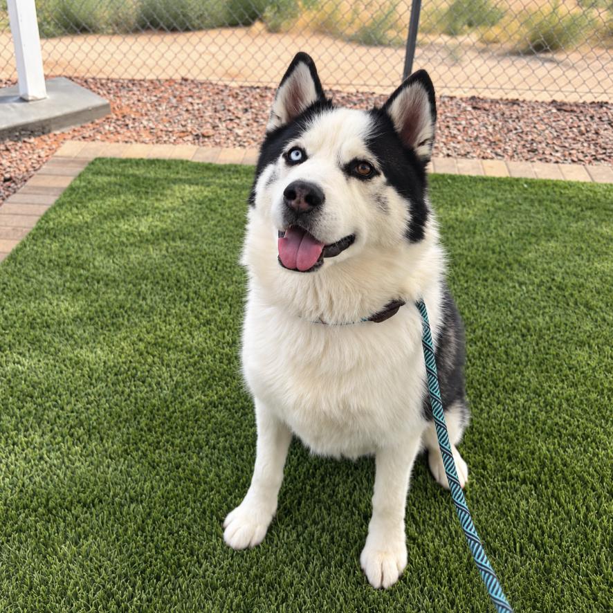 Rosko, Adoptable, Adult Male Siberian Husky.