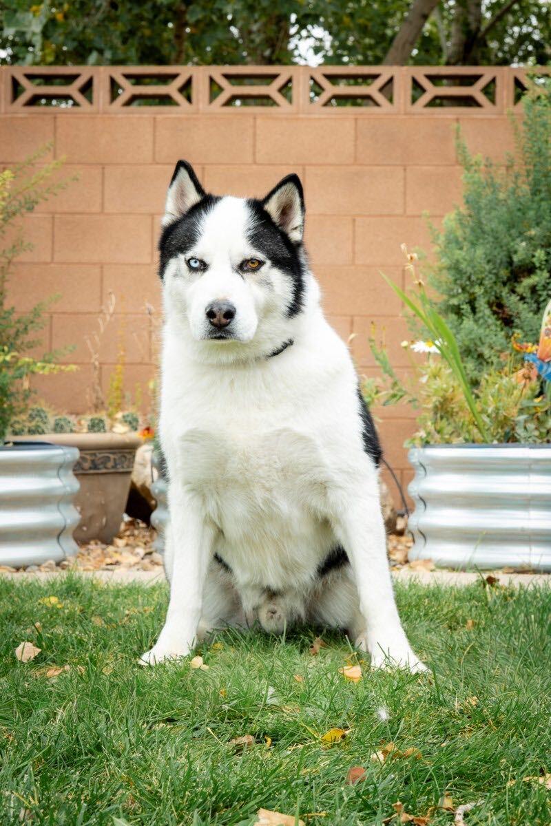 Enlarge Rosko, a Adoptable Siberian Husky in Cottonwood Heights, UT image 2/4
