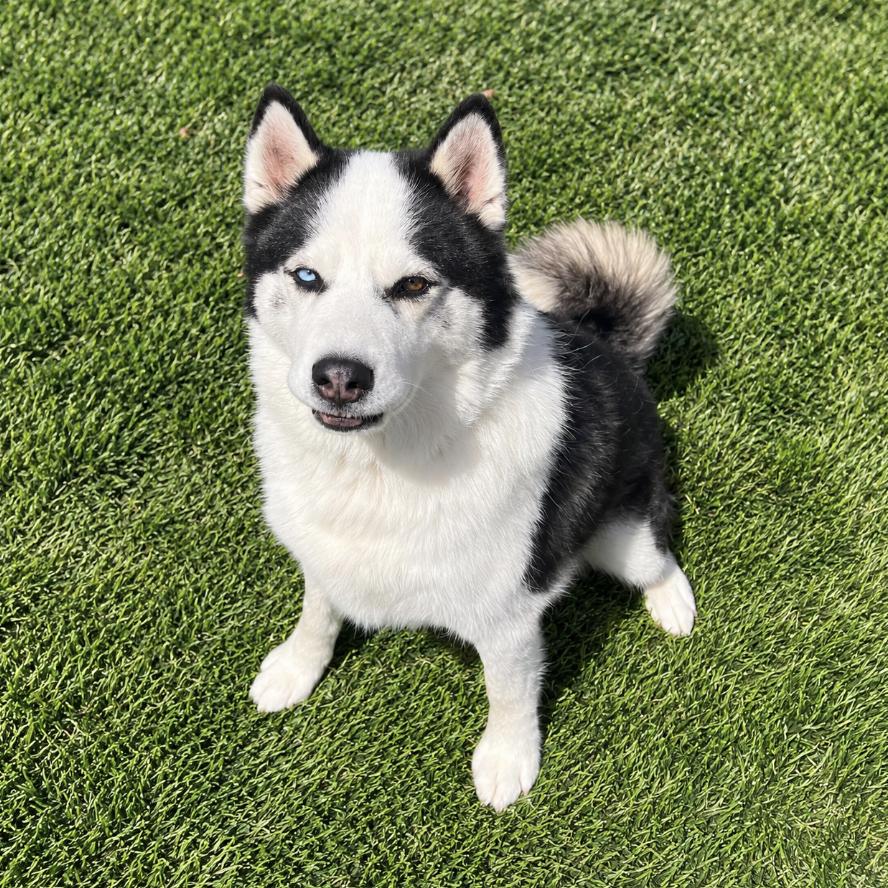 Enlarge Rosko, a Adoptable Siberian Husky in Cottonwood Heights, UT image 3/4