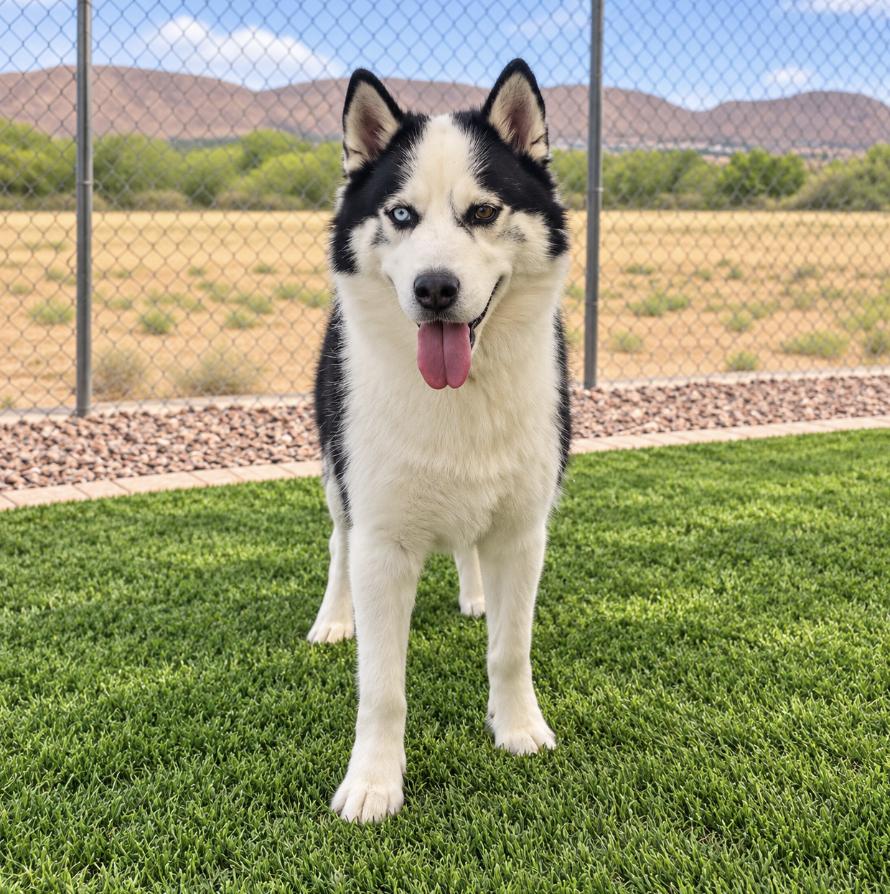 Enlarge Rosko, a Adoptable Siberian Husky in Cottonwood Heights, UT image 4/4
